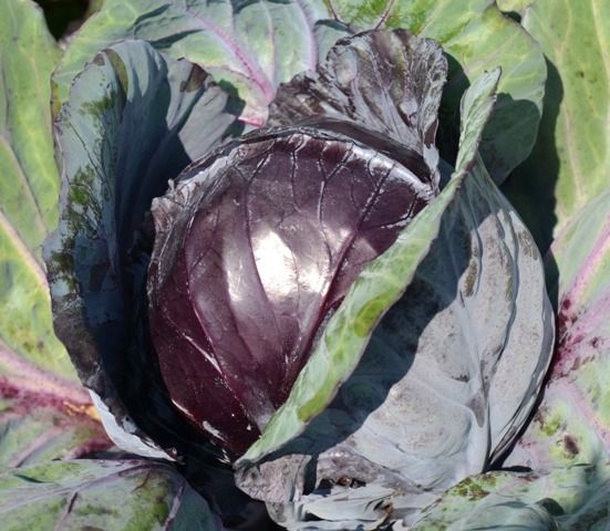 Image of Cabbage - Red