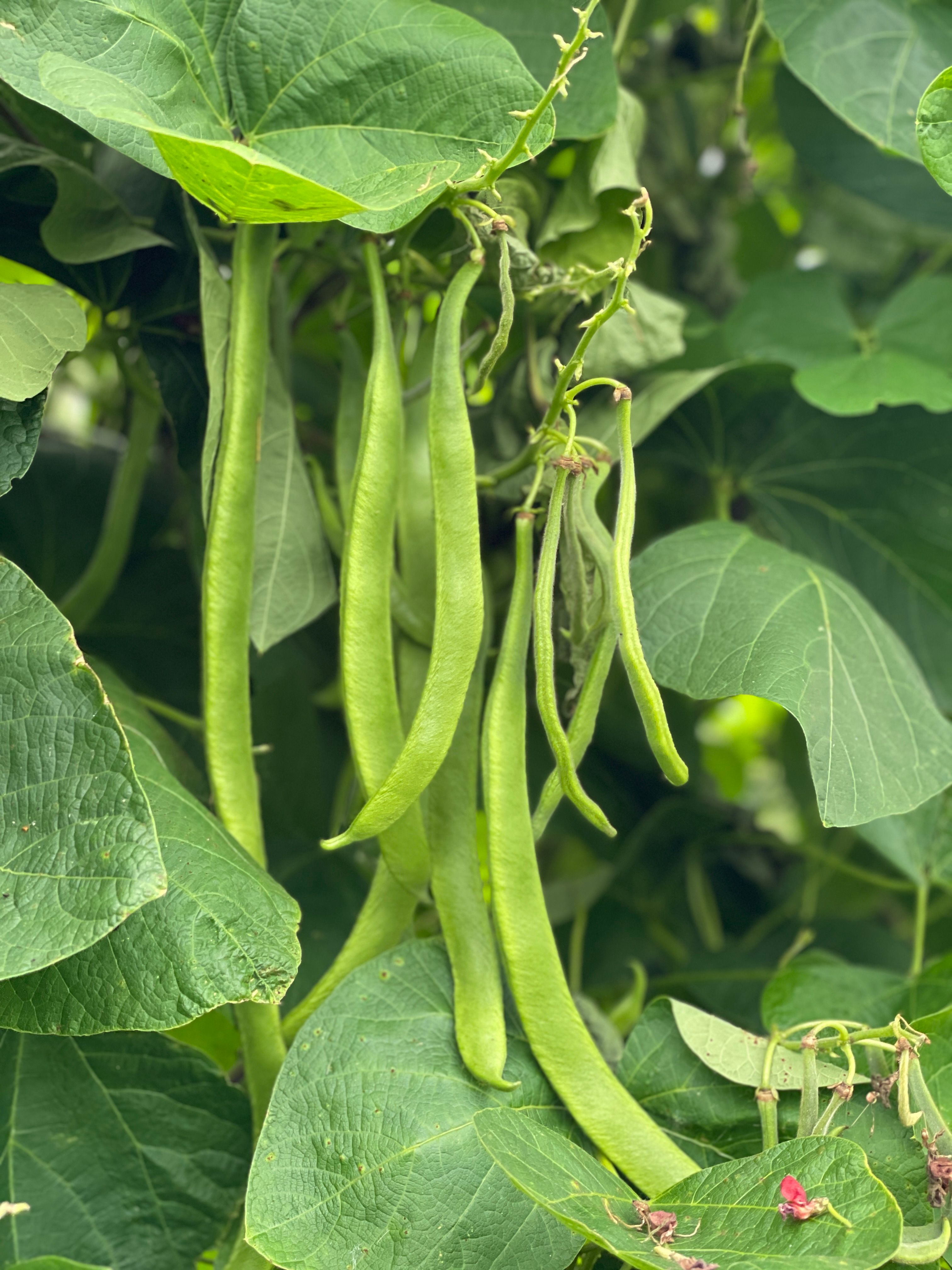 Image of Runner Beans