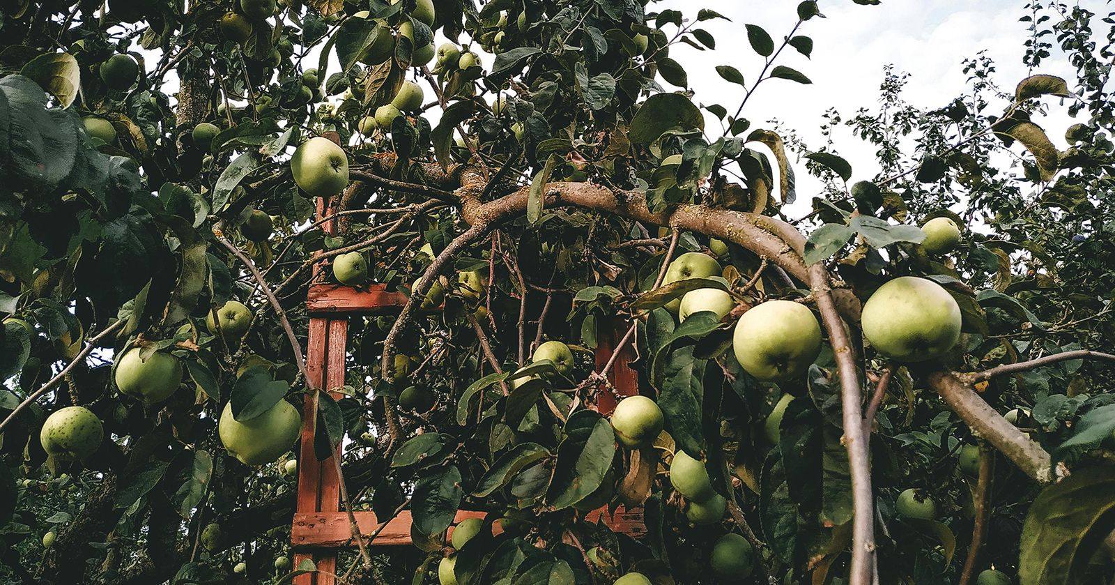 Image of Apples, Green