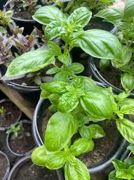 PYO Basil - Potted