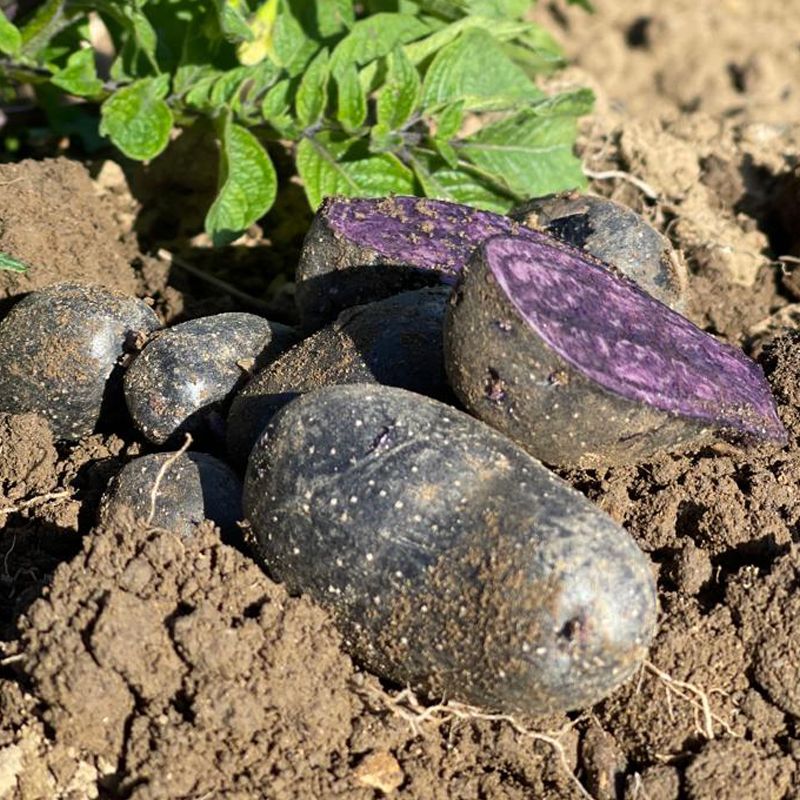 Image of 
Buston Farms Violetta Potato grown in Northumberland: 5kg (Pre-order Product)