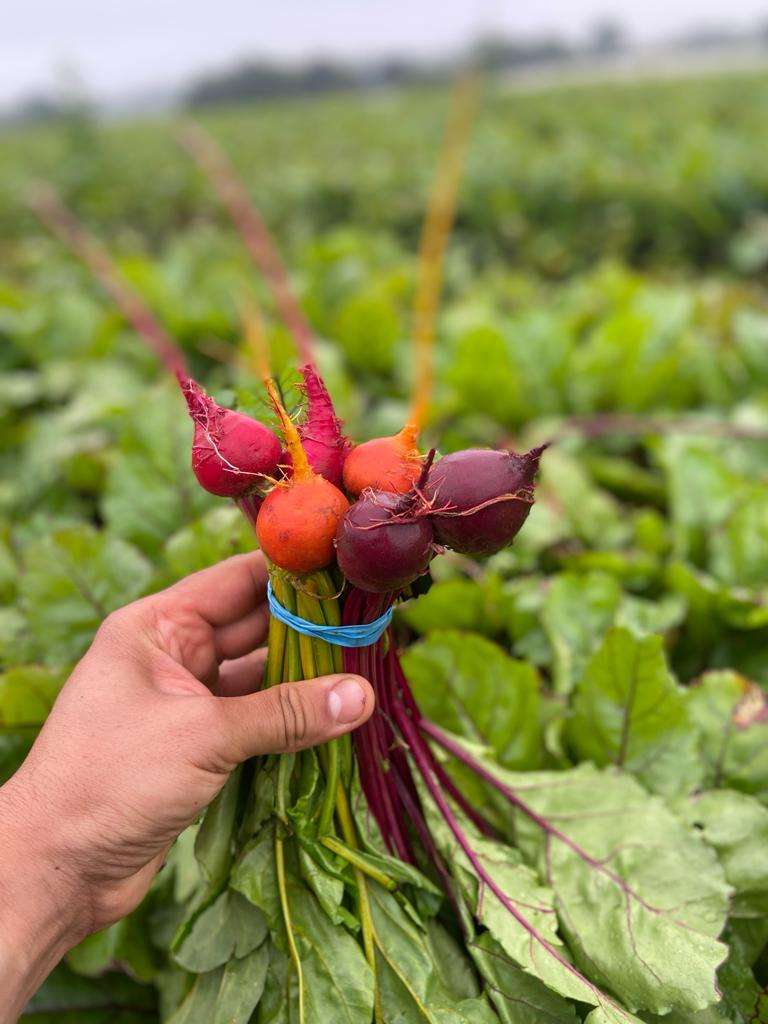 Beetroot Bunch (rainbow)
