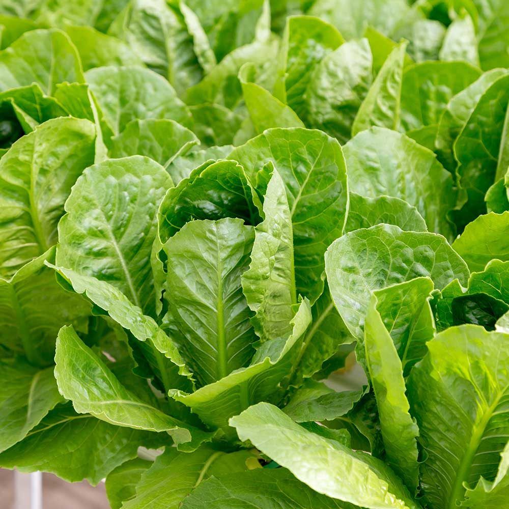 Image of Lettuce - Cos