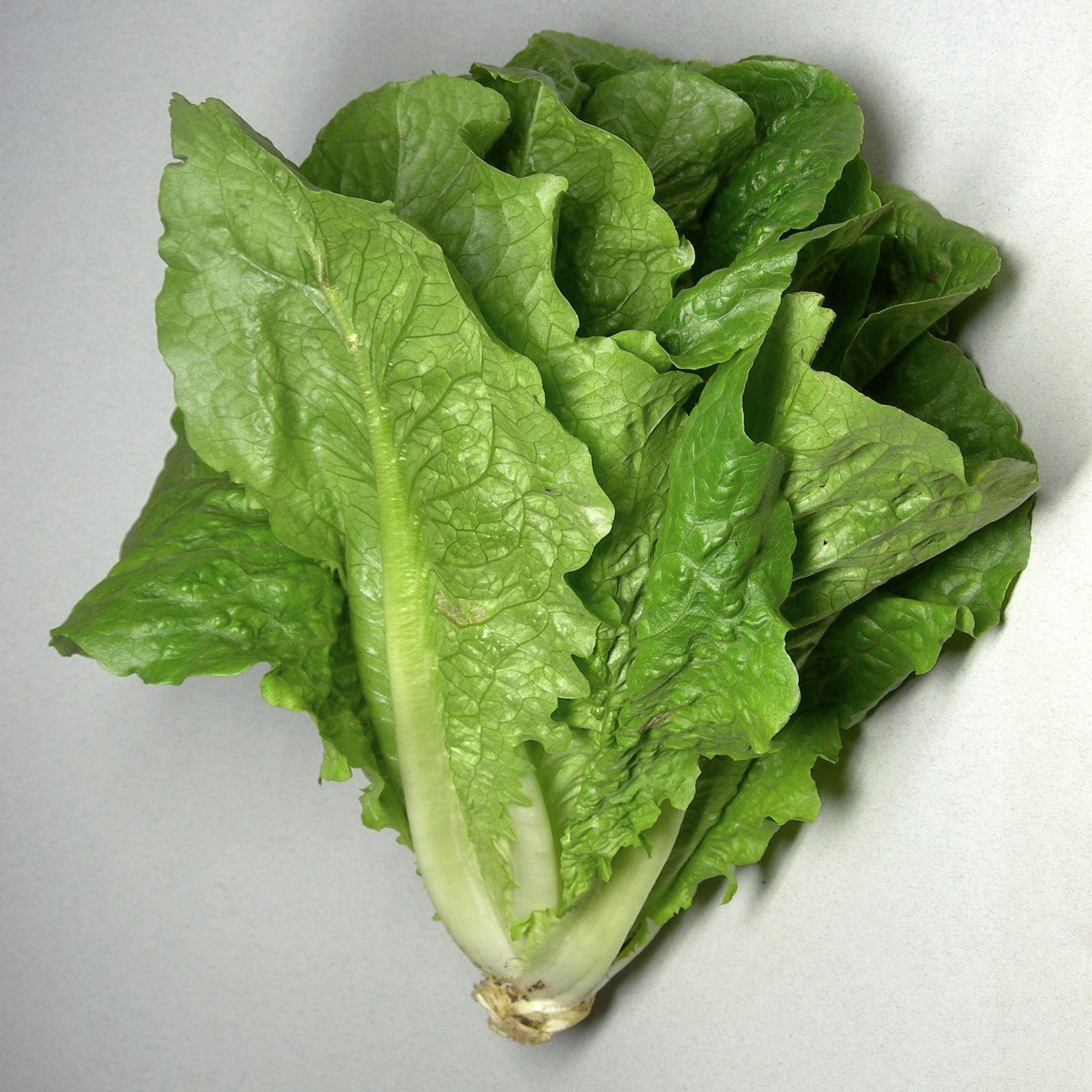 Lettuce 'Cos-Mini' (x2)