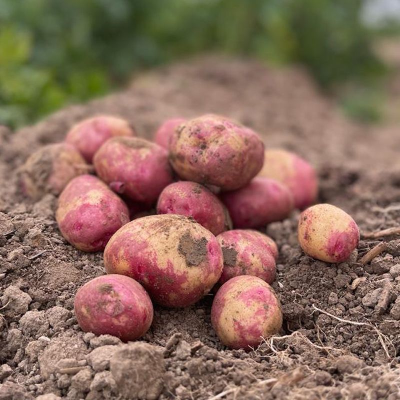 Image of 
Buston Farms Red King Edward Potato grown in Northumberland: 10kg (Pre-order Product)