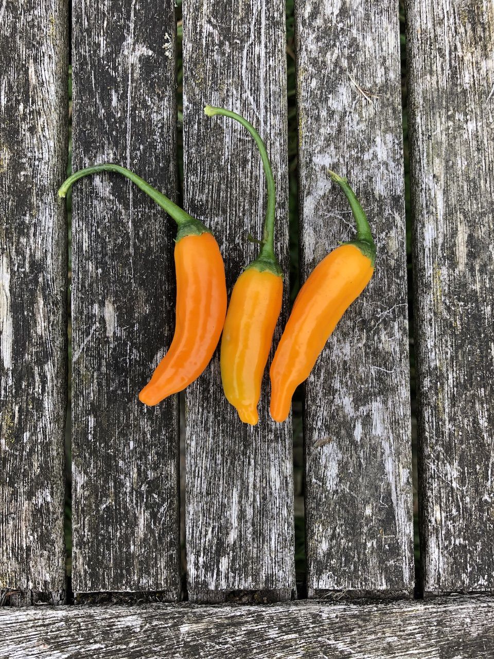 Chilli Peppers Yellow