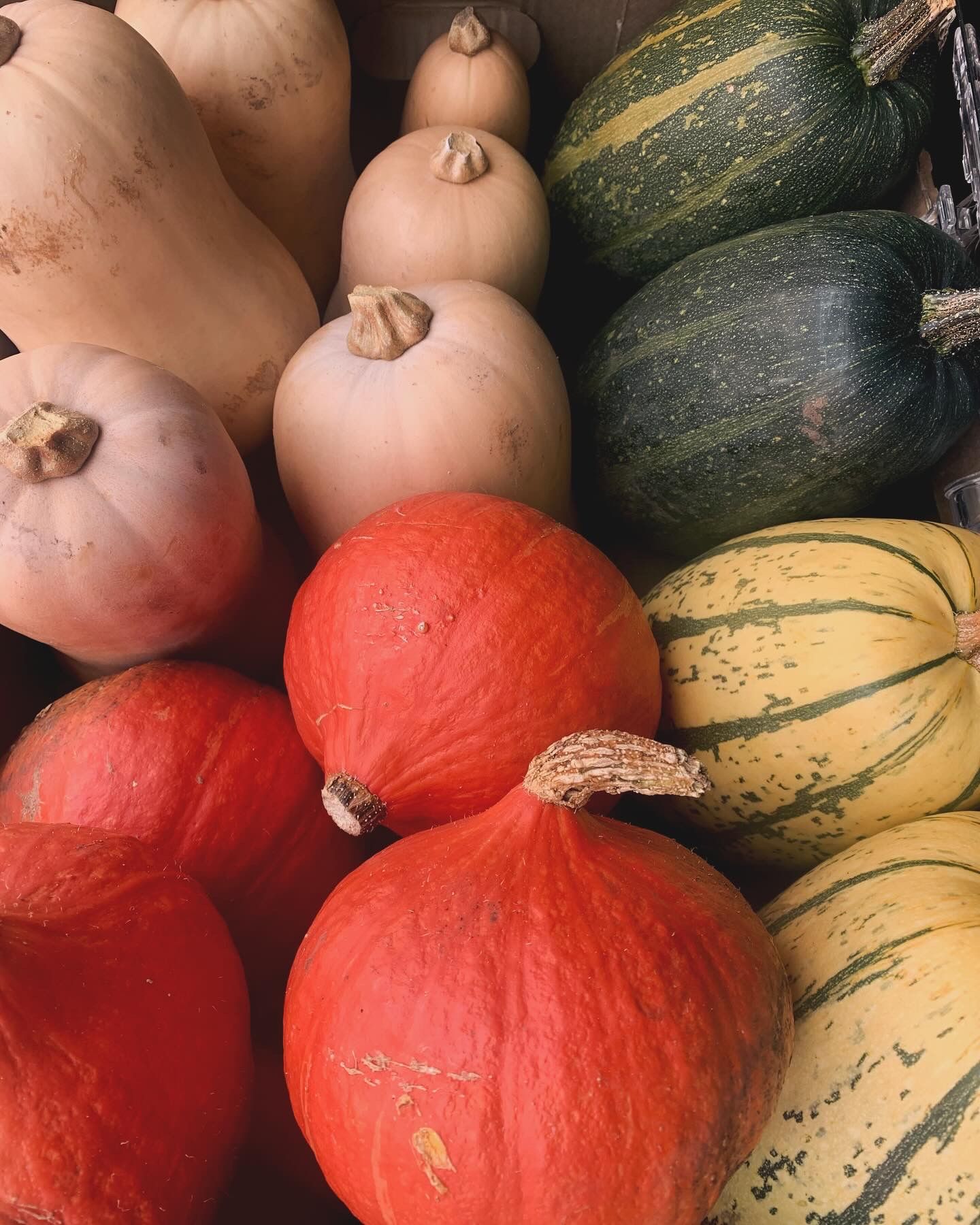 Squash