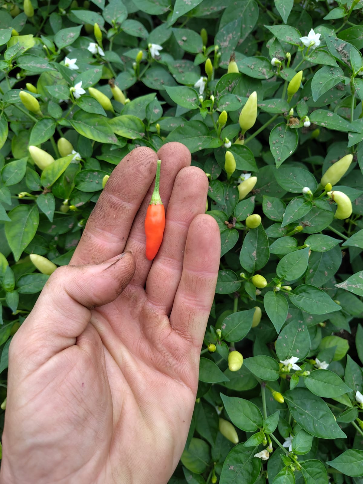 Prairie Fire Chillies