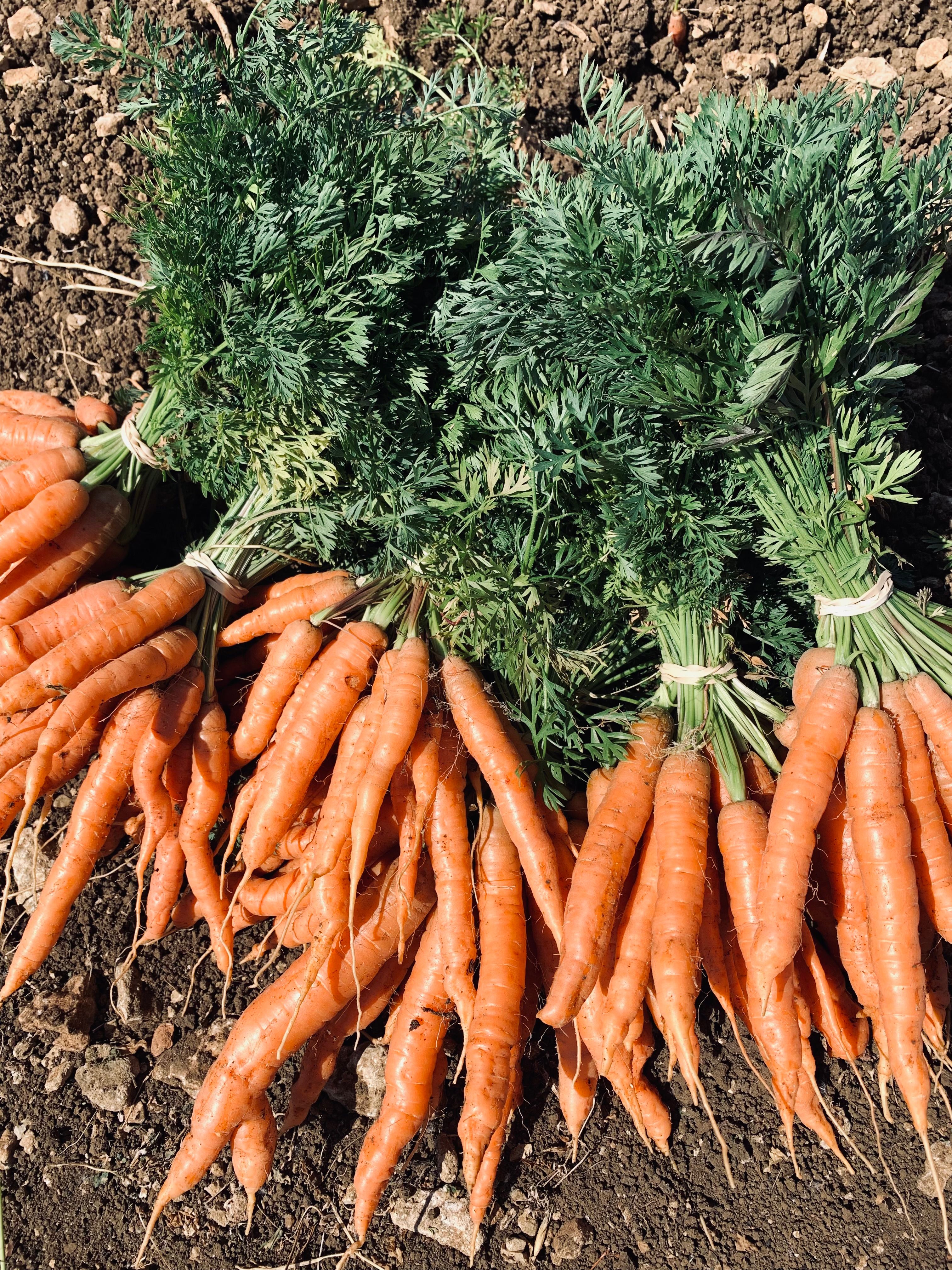 Image of Carrot Bunches