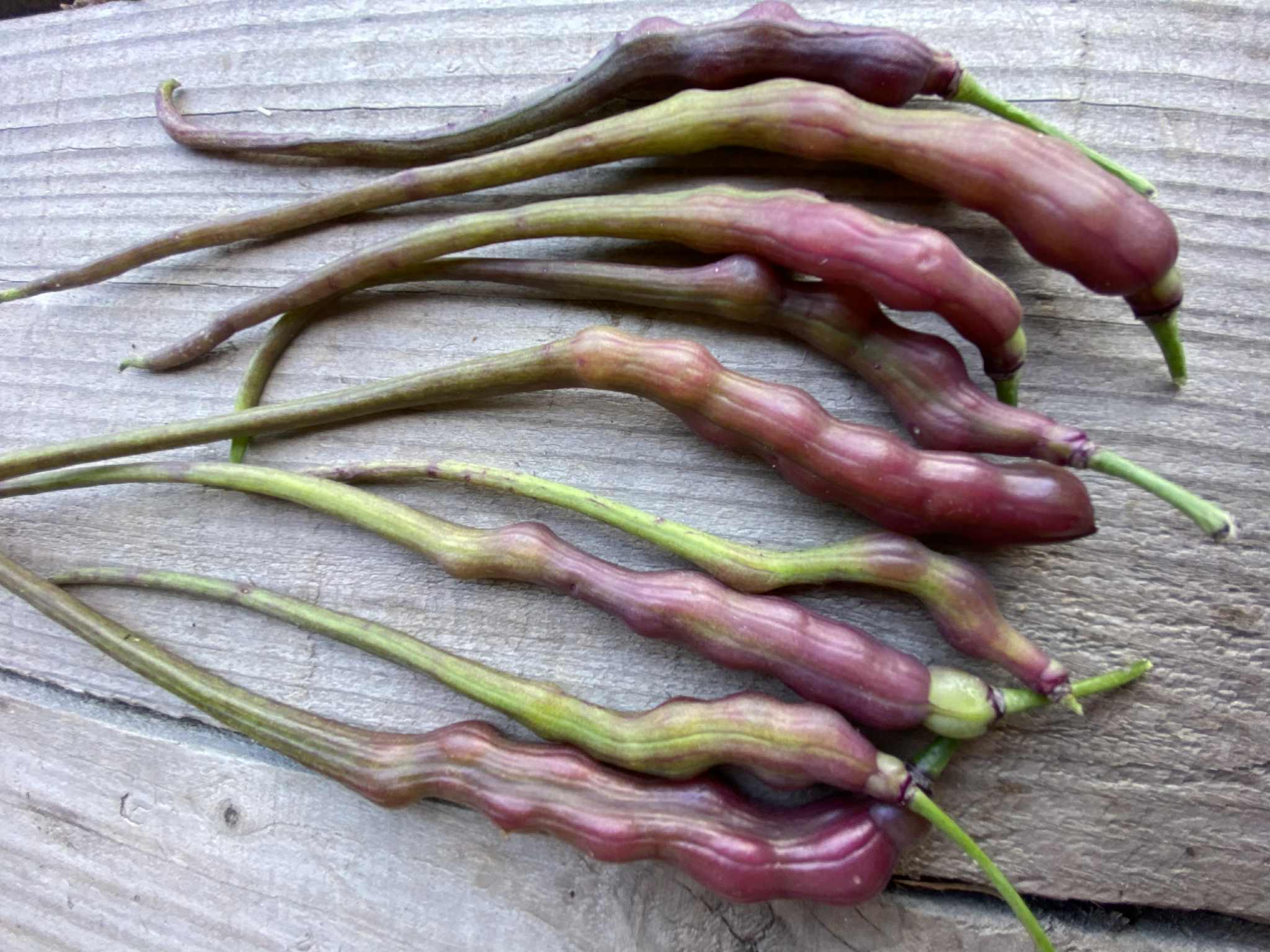 Rat tail radish (pods x10)