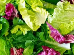 PYO Mixed Salad Leaves