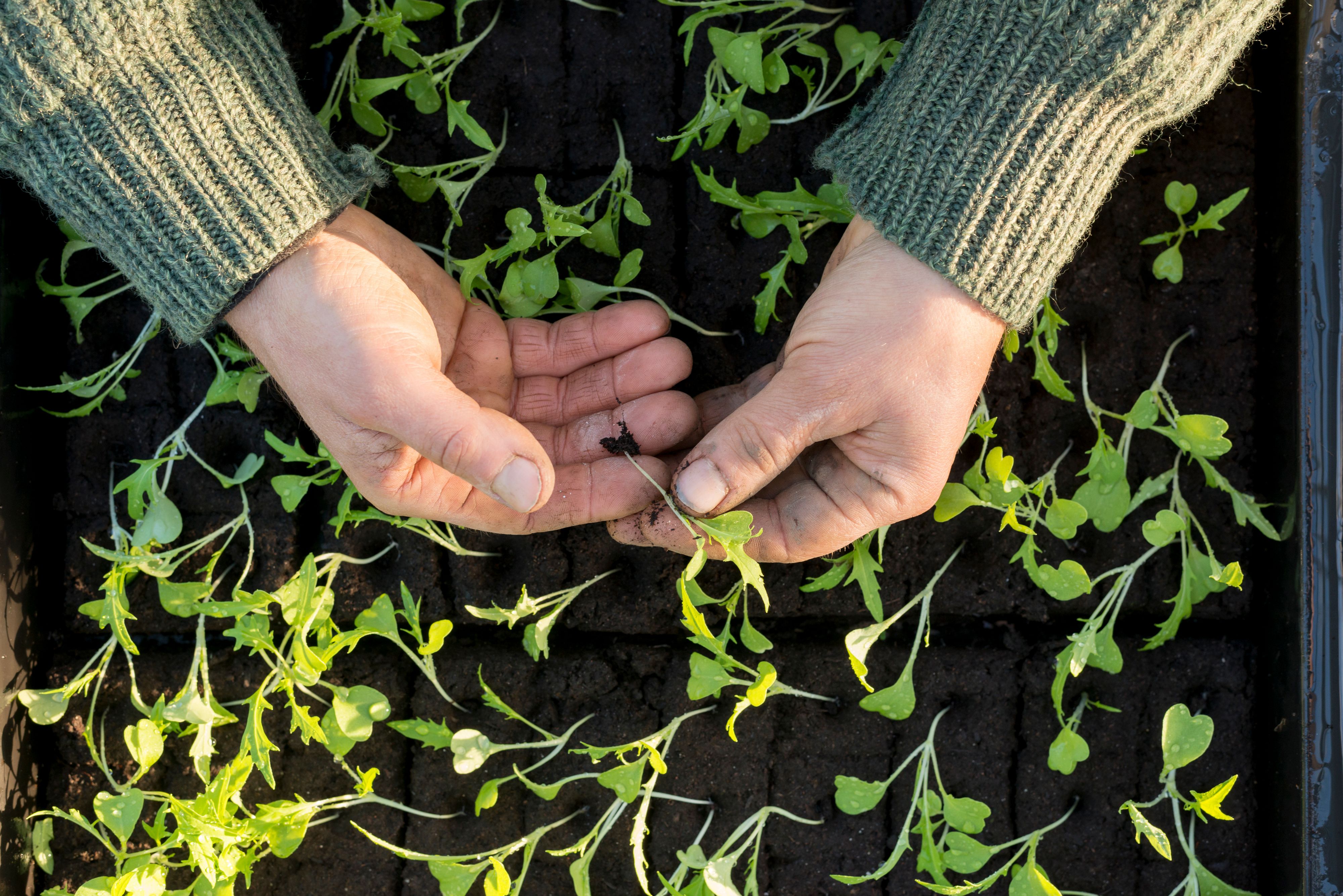 Image of What and how we grow