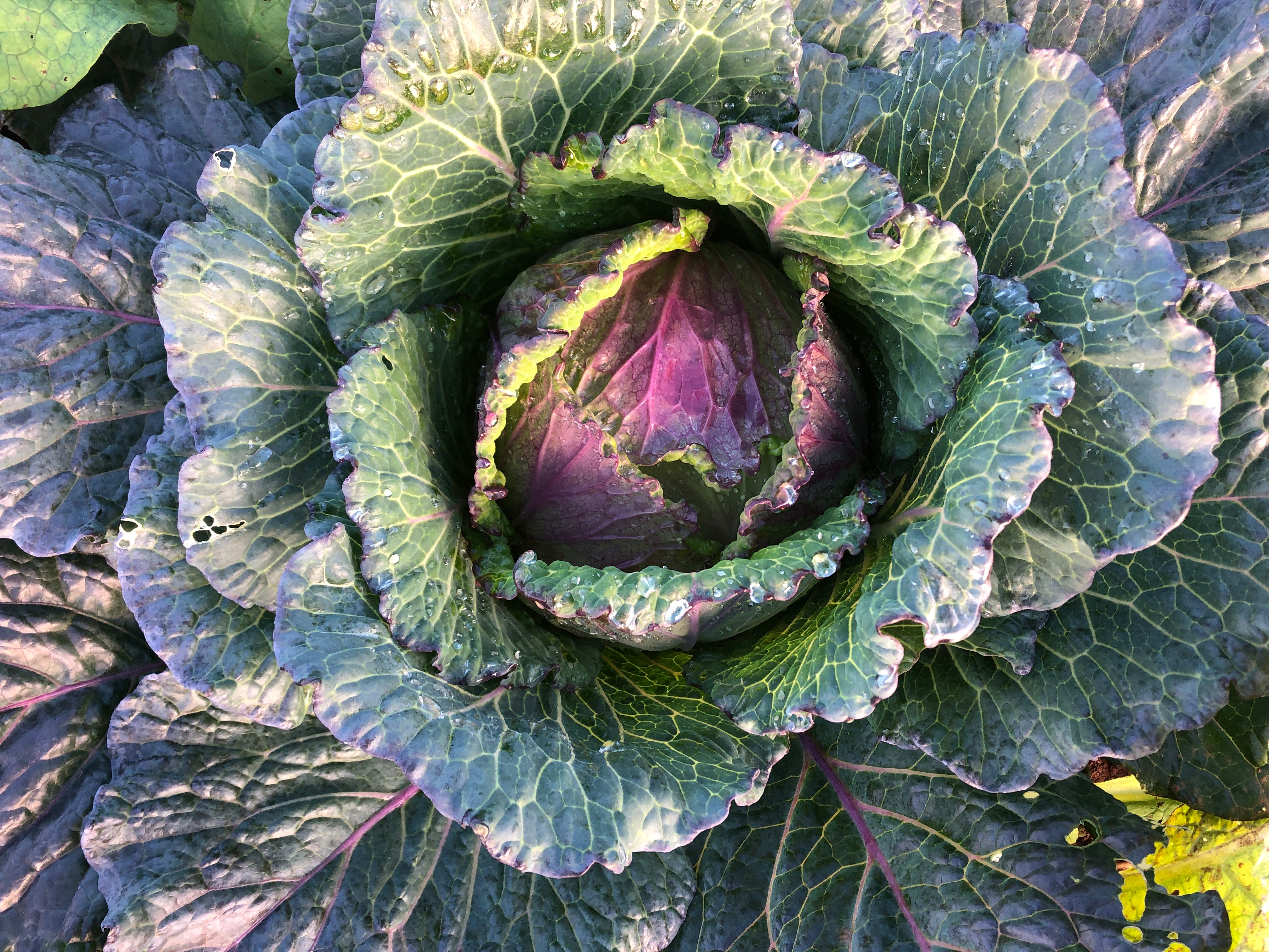 Cabbage - January King