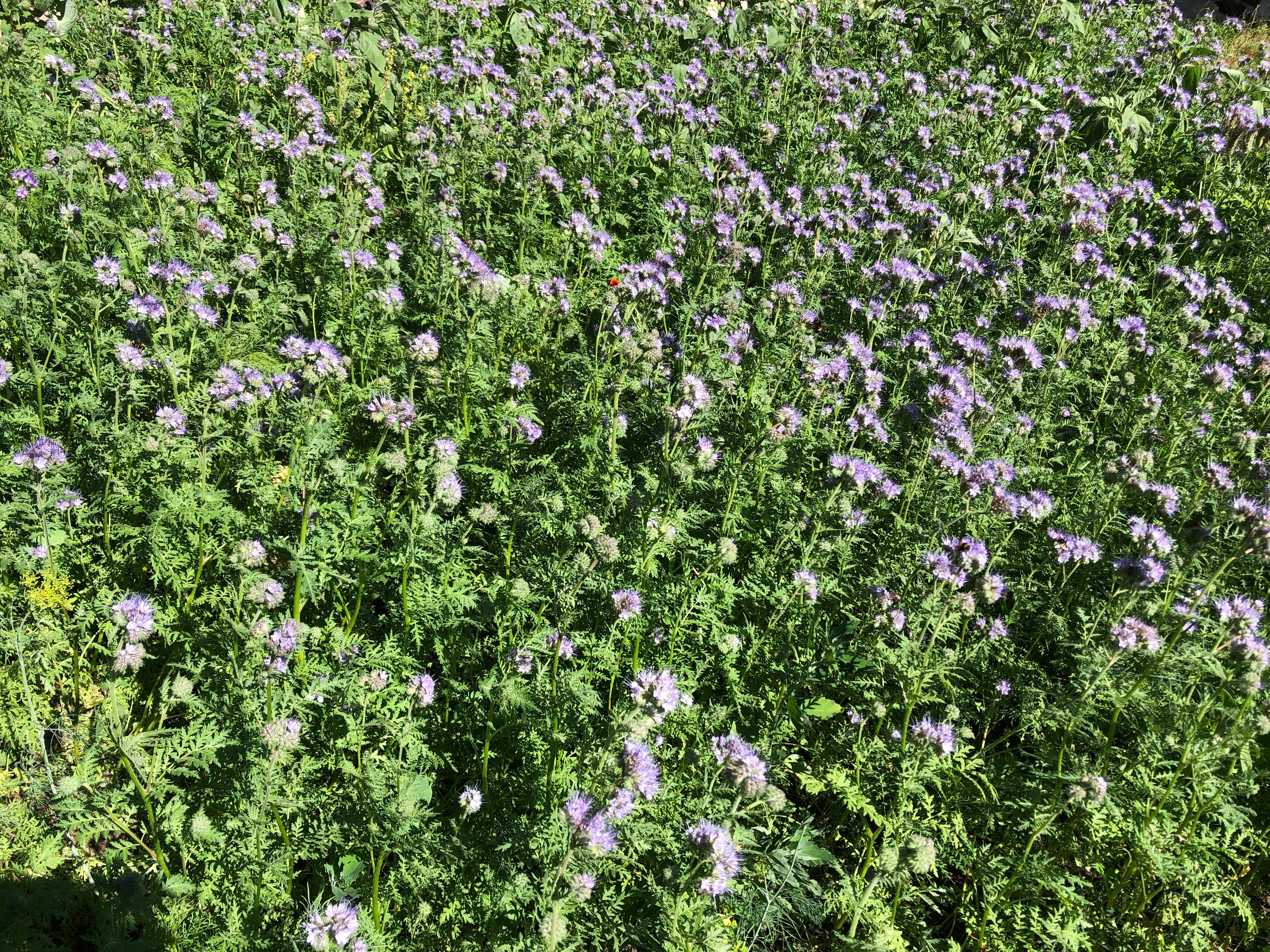 Image of Flowers