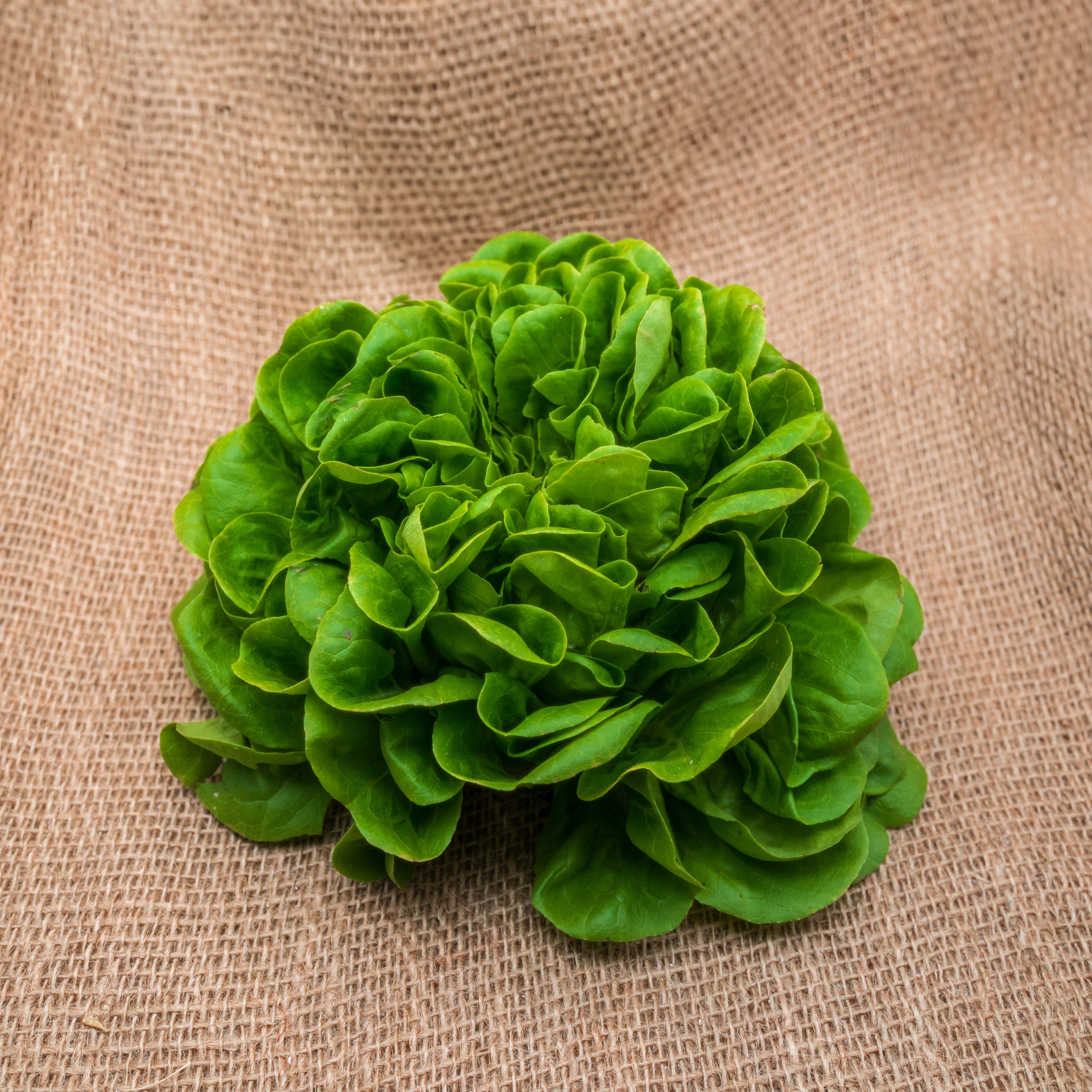 PYO Green Batavia Lettuce