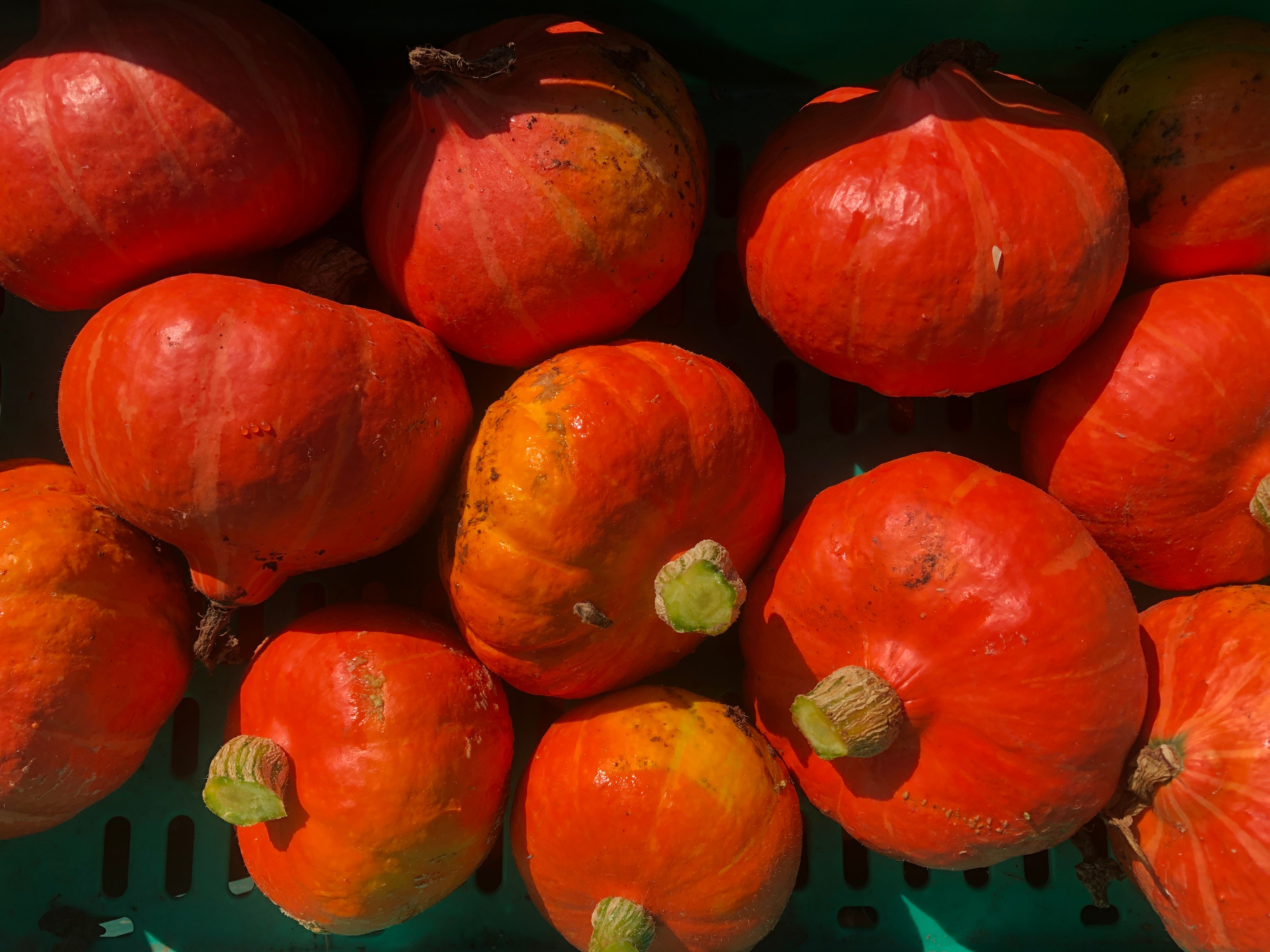 Image of Squash - Uchiki/Red Kuri