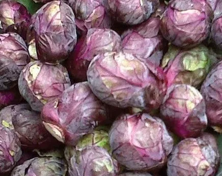 Image of Red Brussels Sprouts