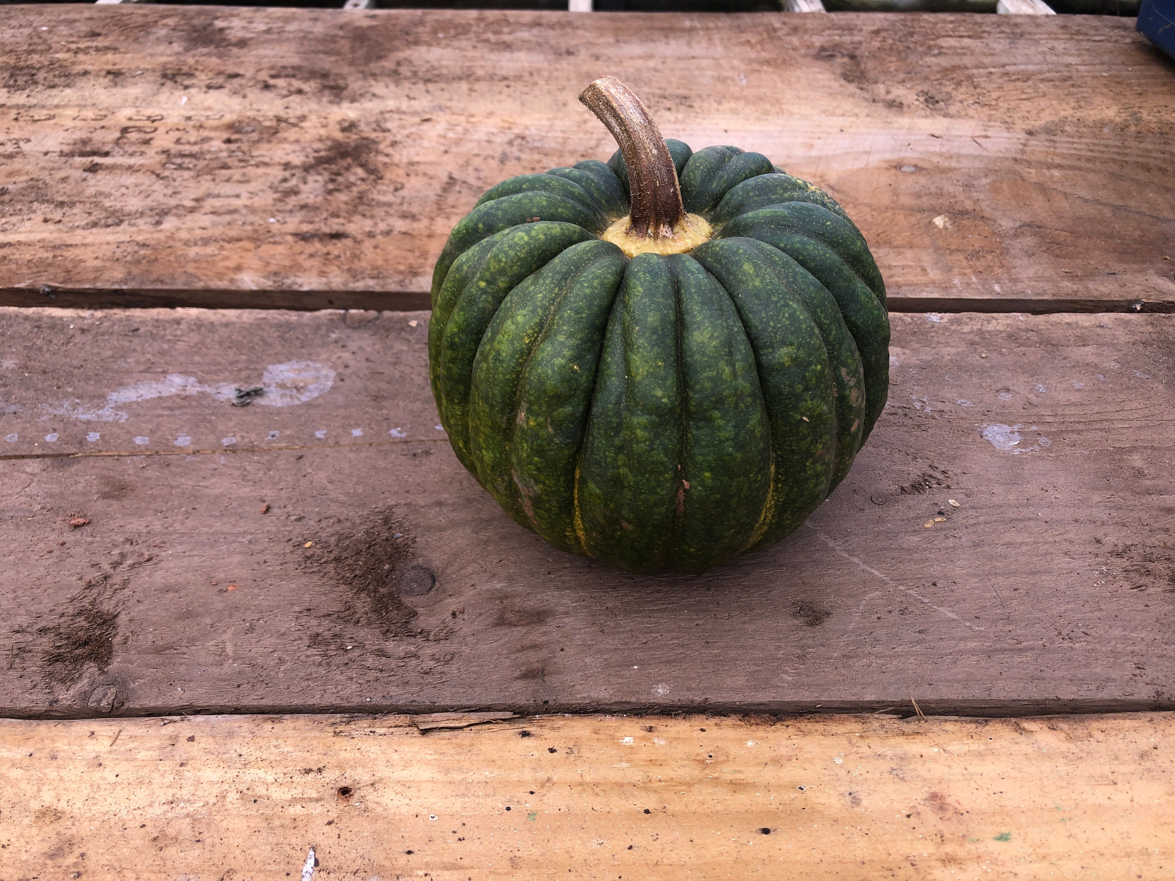 Squash - Black Futsu