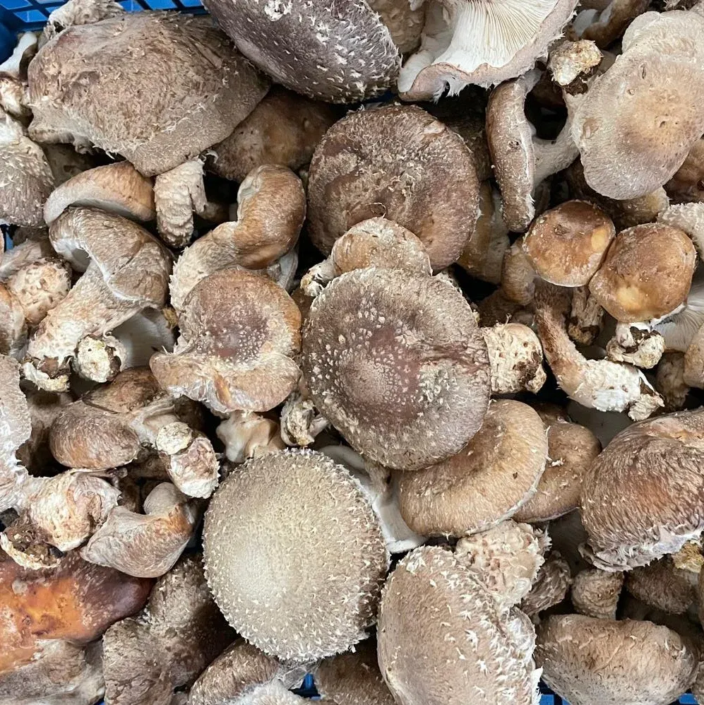 Image of Shiitake Log Kit