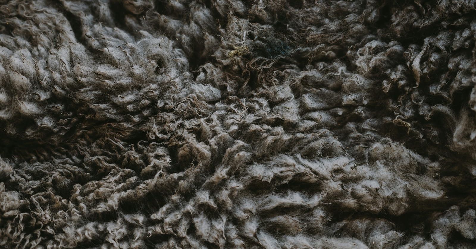 Image of Sheep Fleece (For Mulch, Compost, Felting