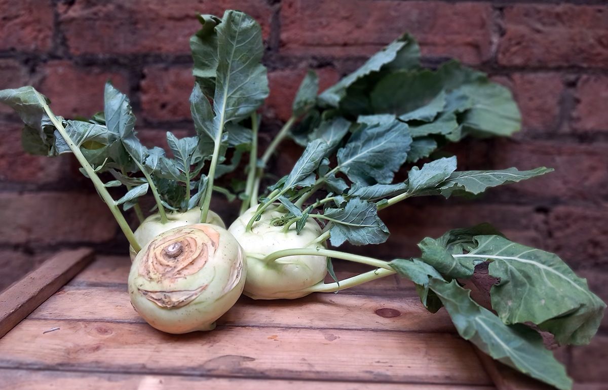  Kohlrabi