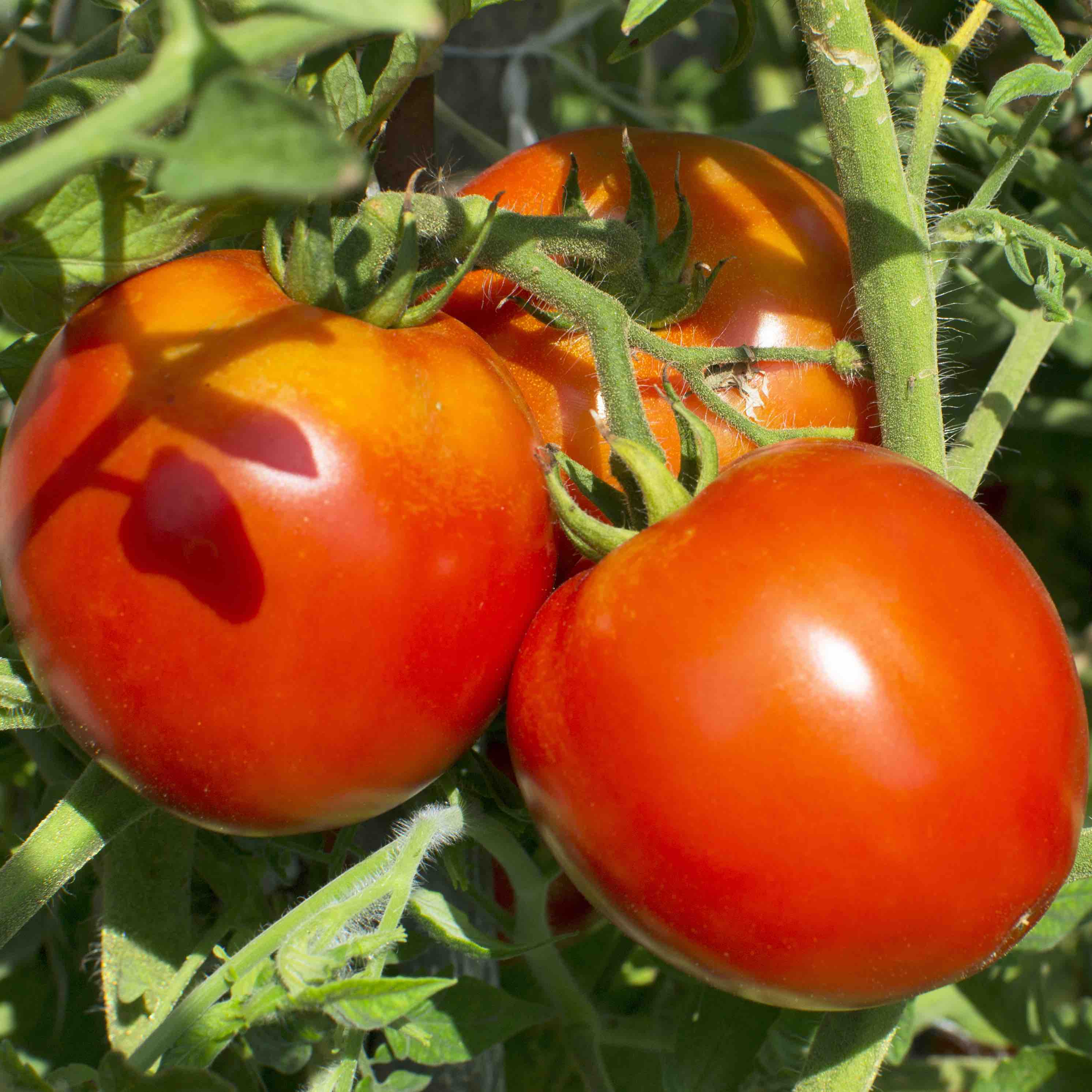 Tomatoes 'Salad' (500g)