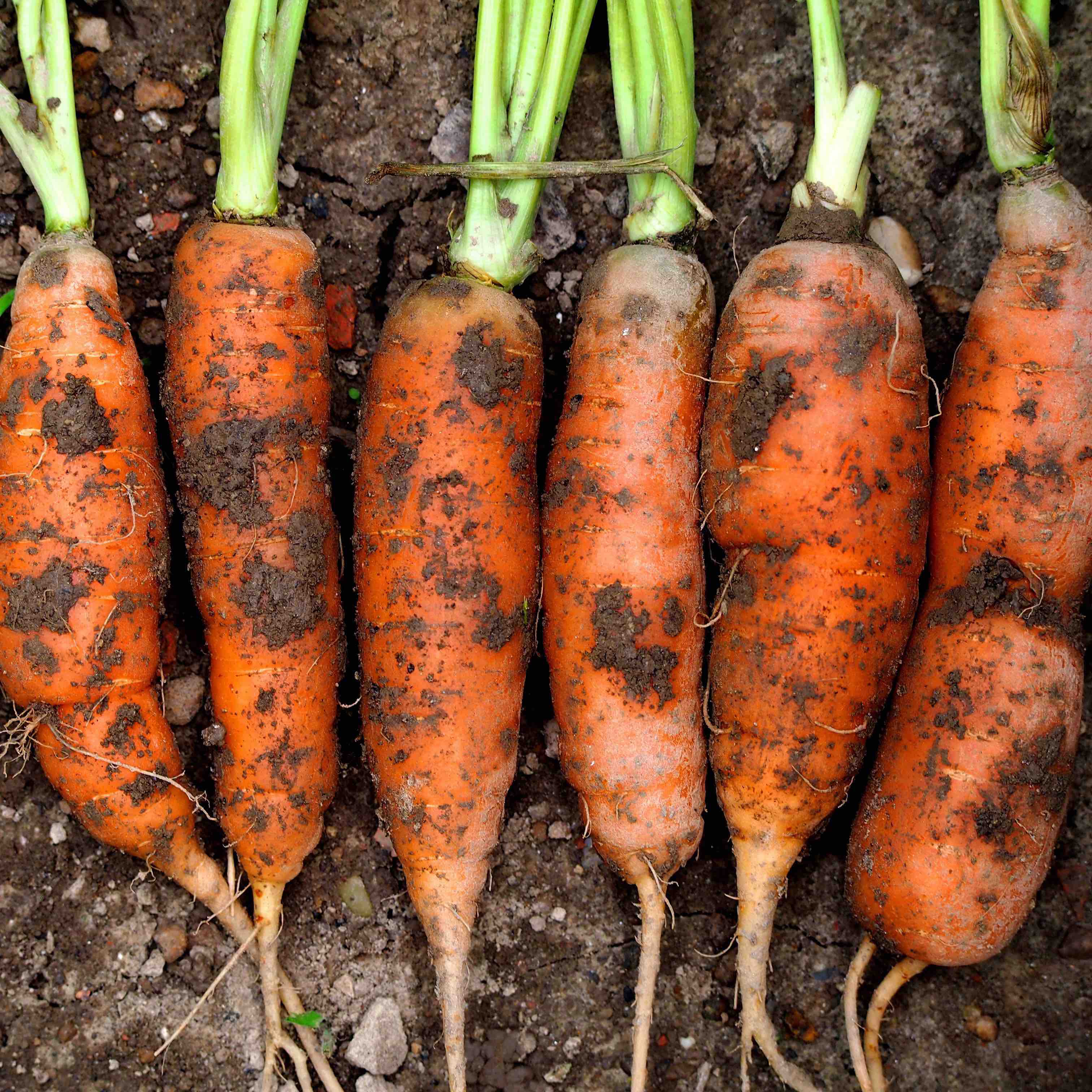 Carrots 'Purple' (500g)
