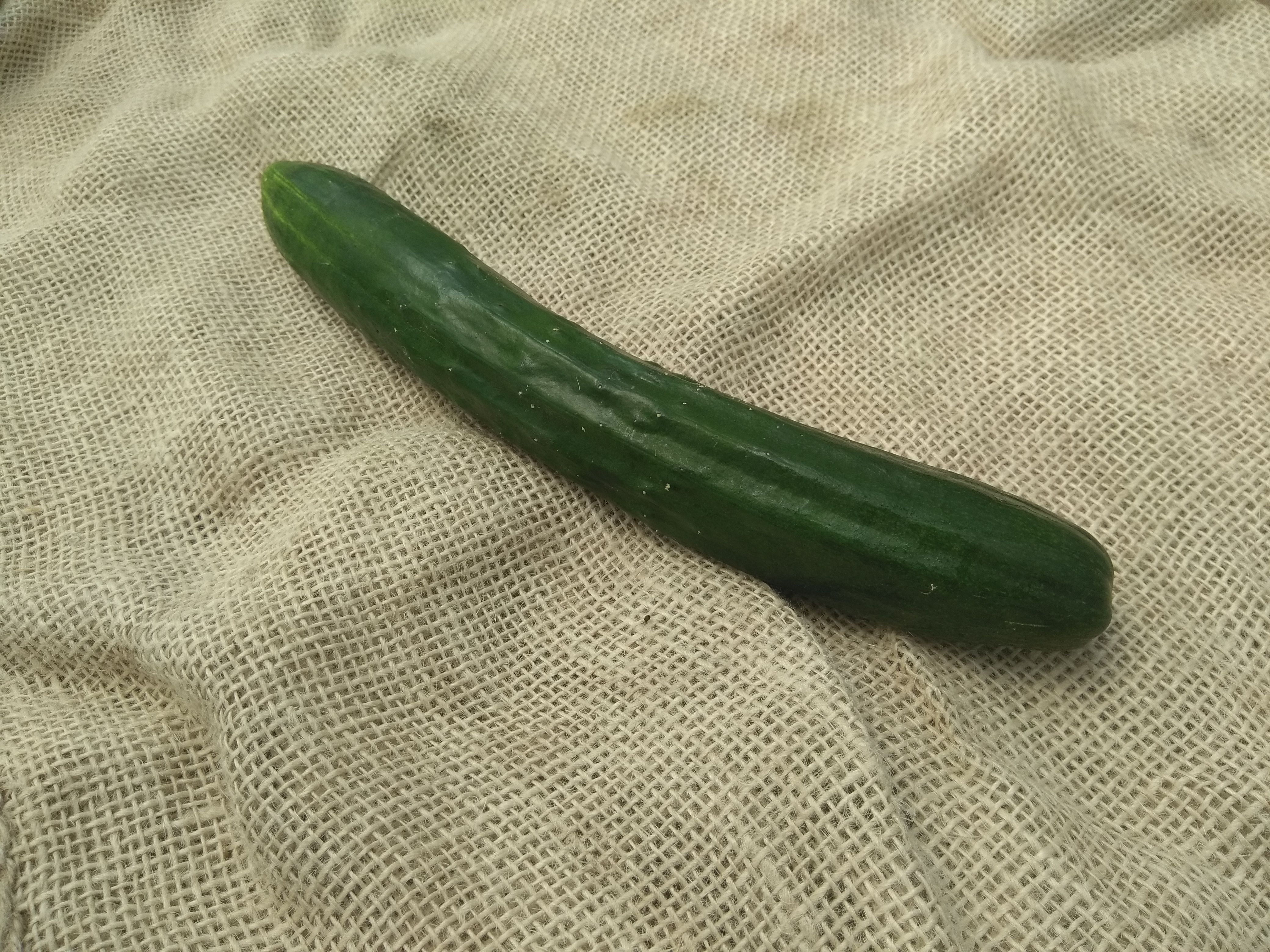 Japanese Cucumber (Forty Hall Farm)