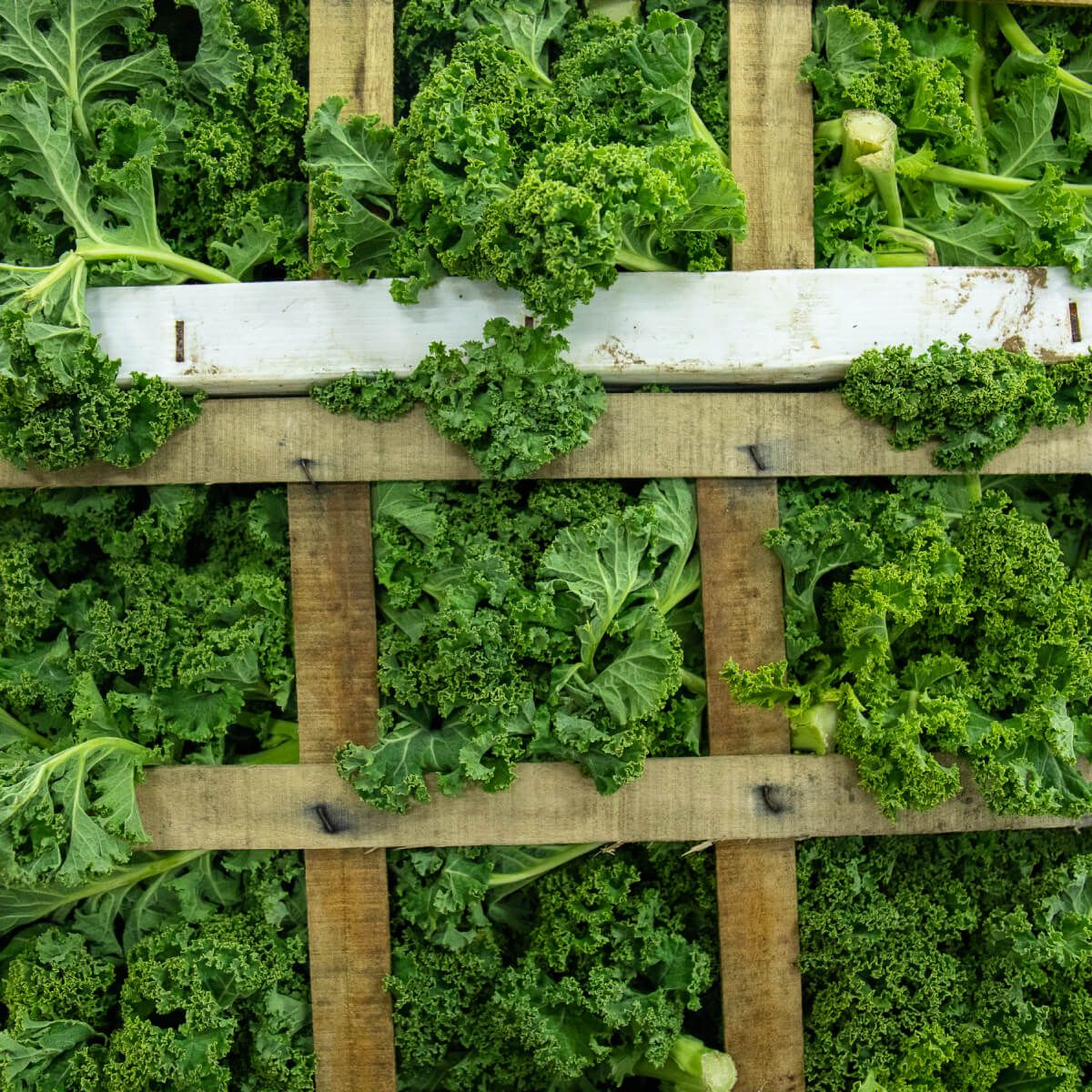 Image of Kiwiberries