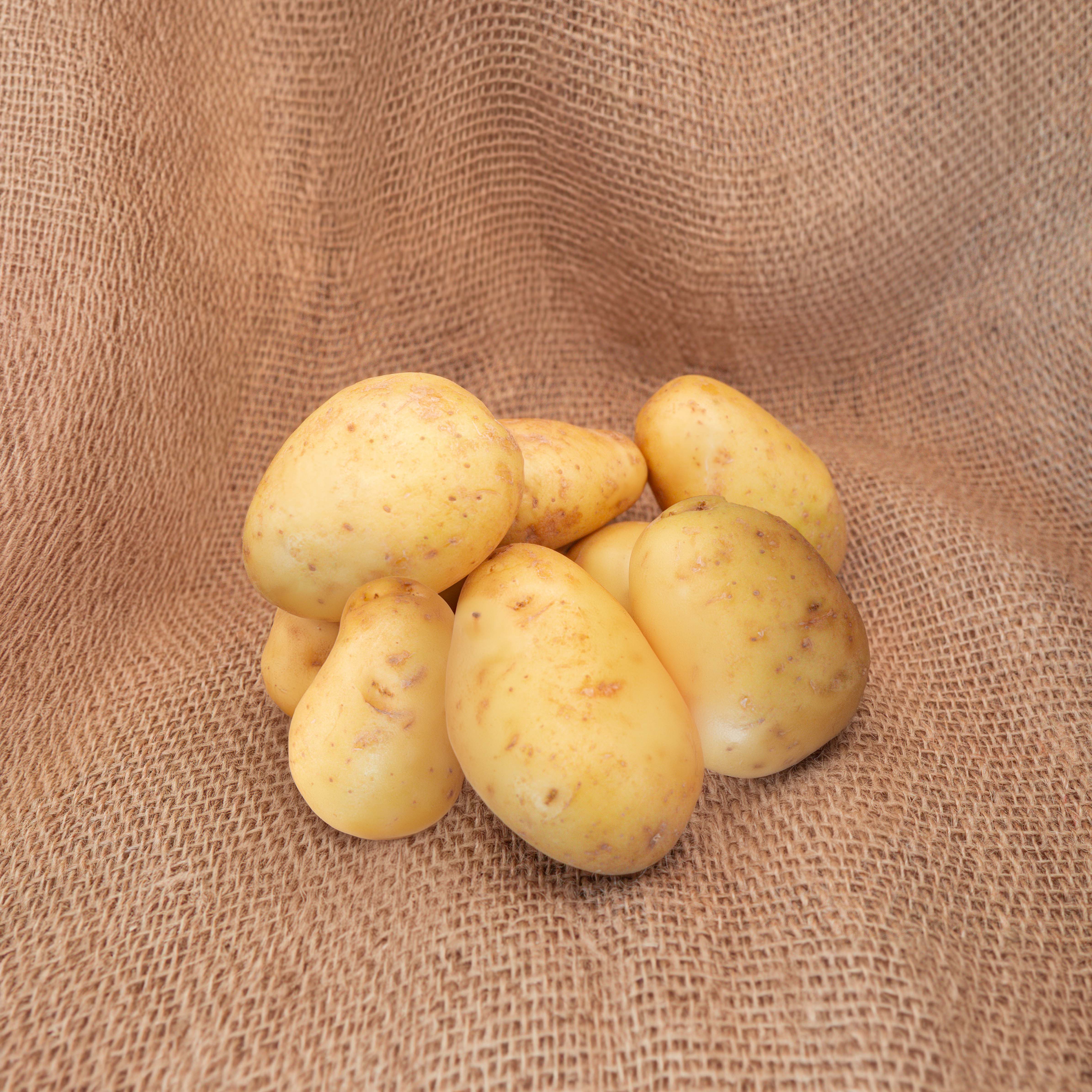 PYO Potatoes - Acoustic
