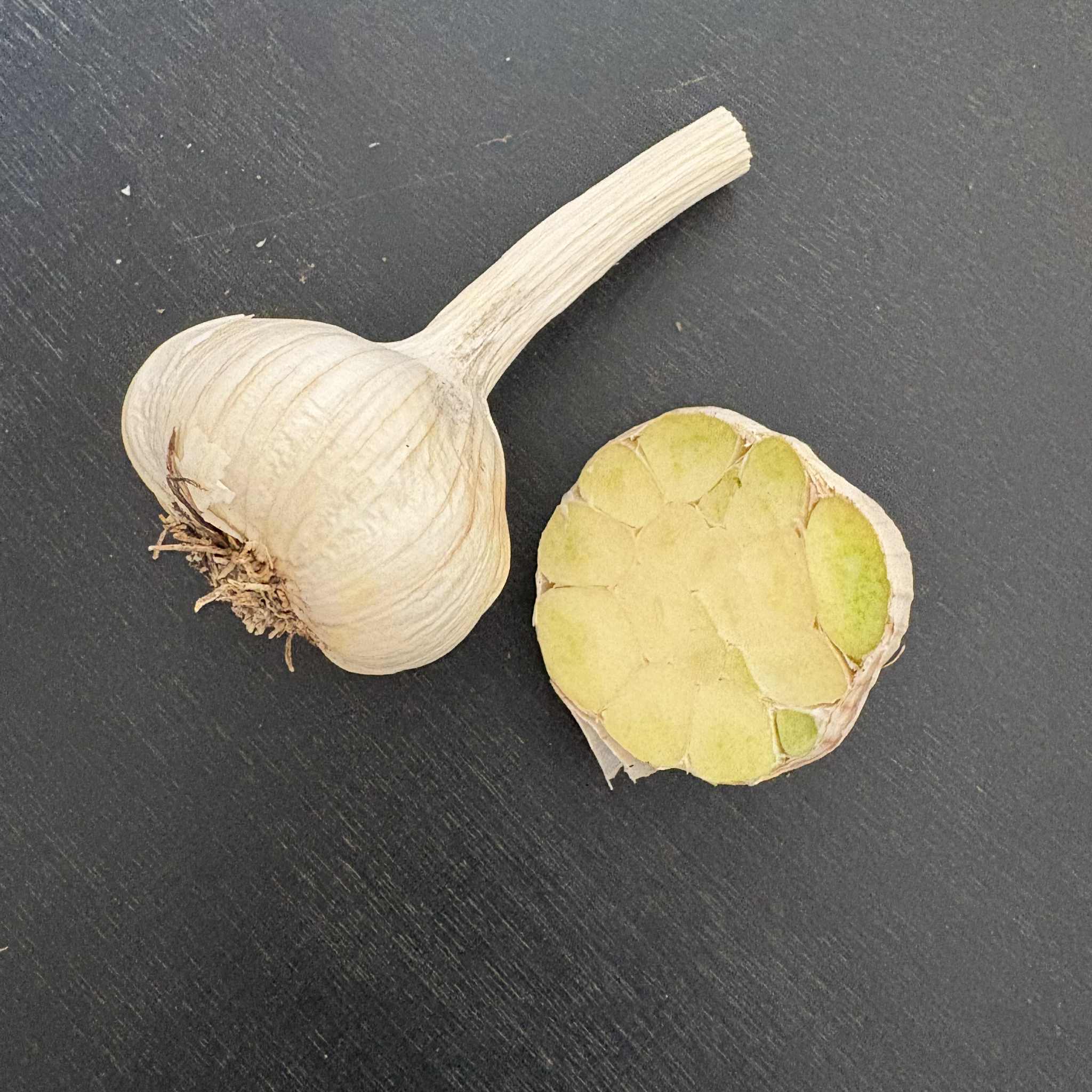 Garlic