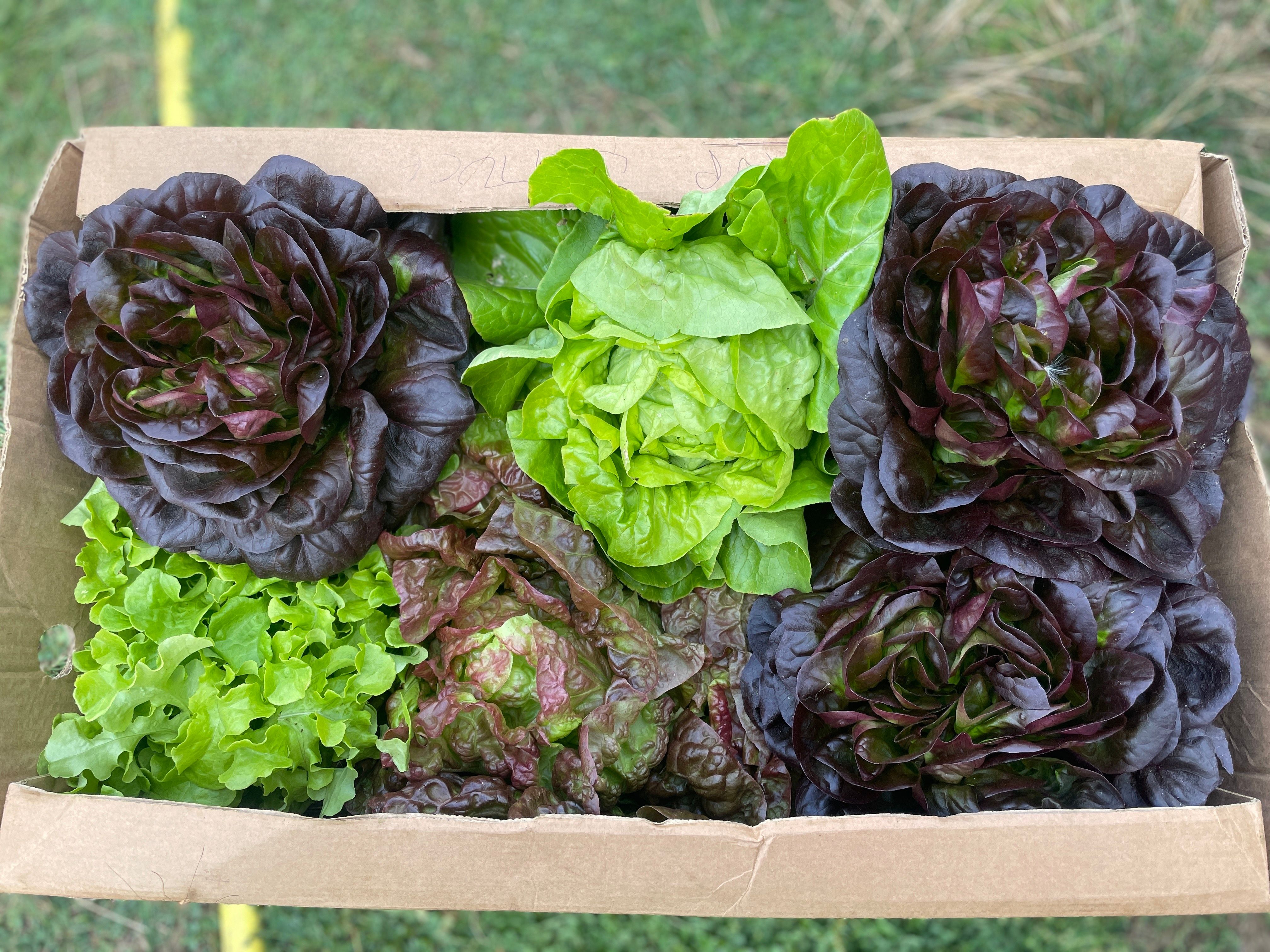 Image of Storing Your Veg