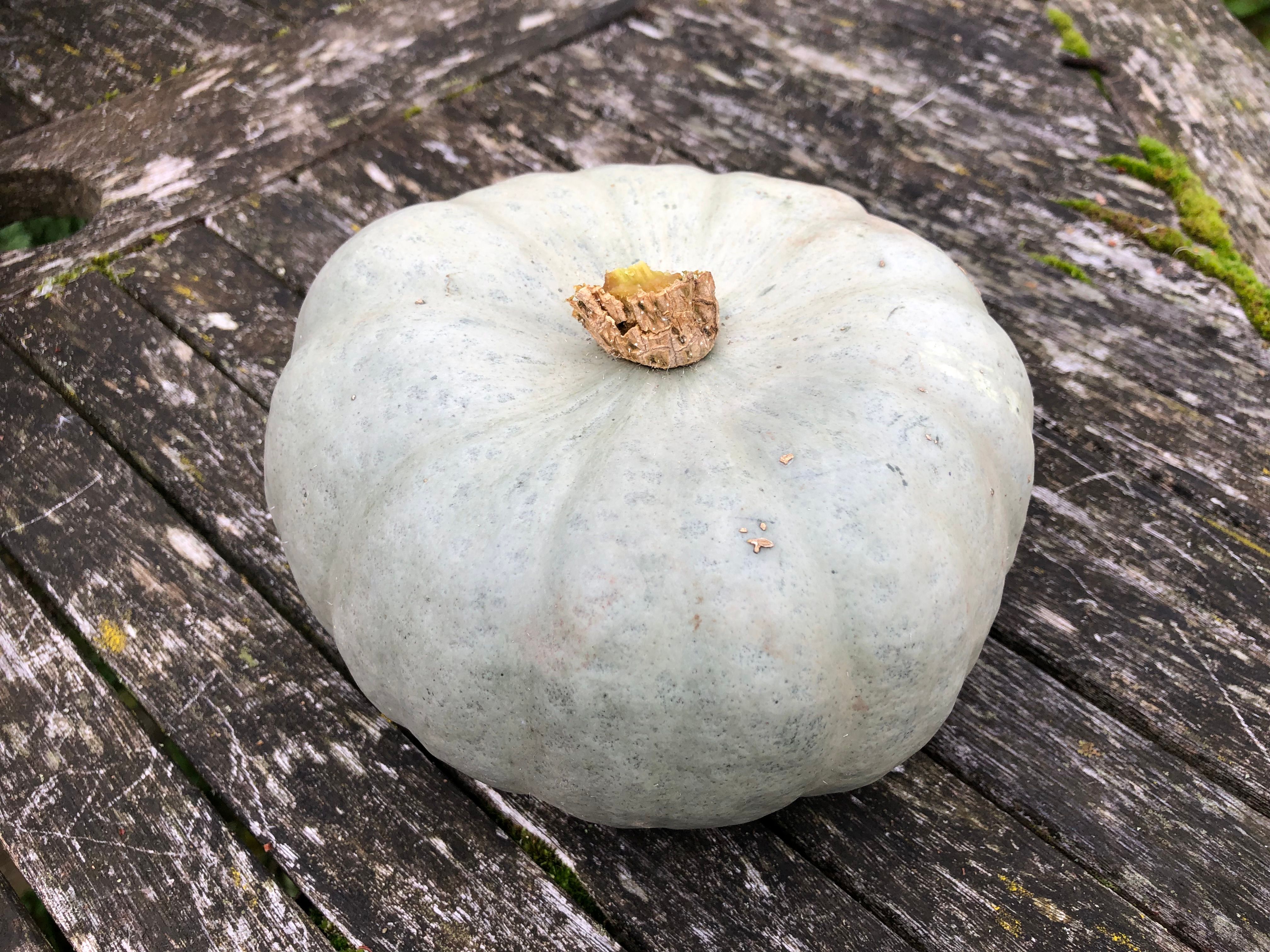 Squash 
