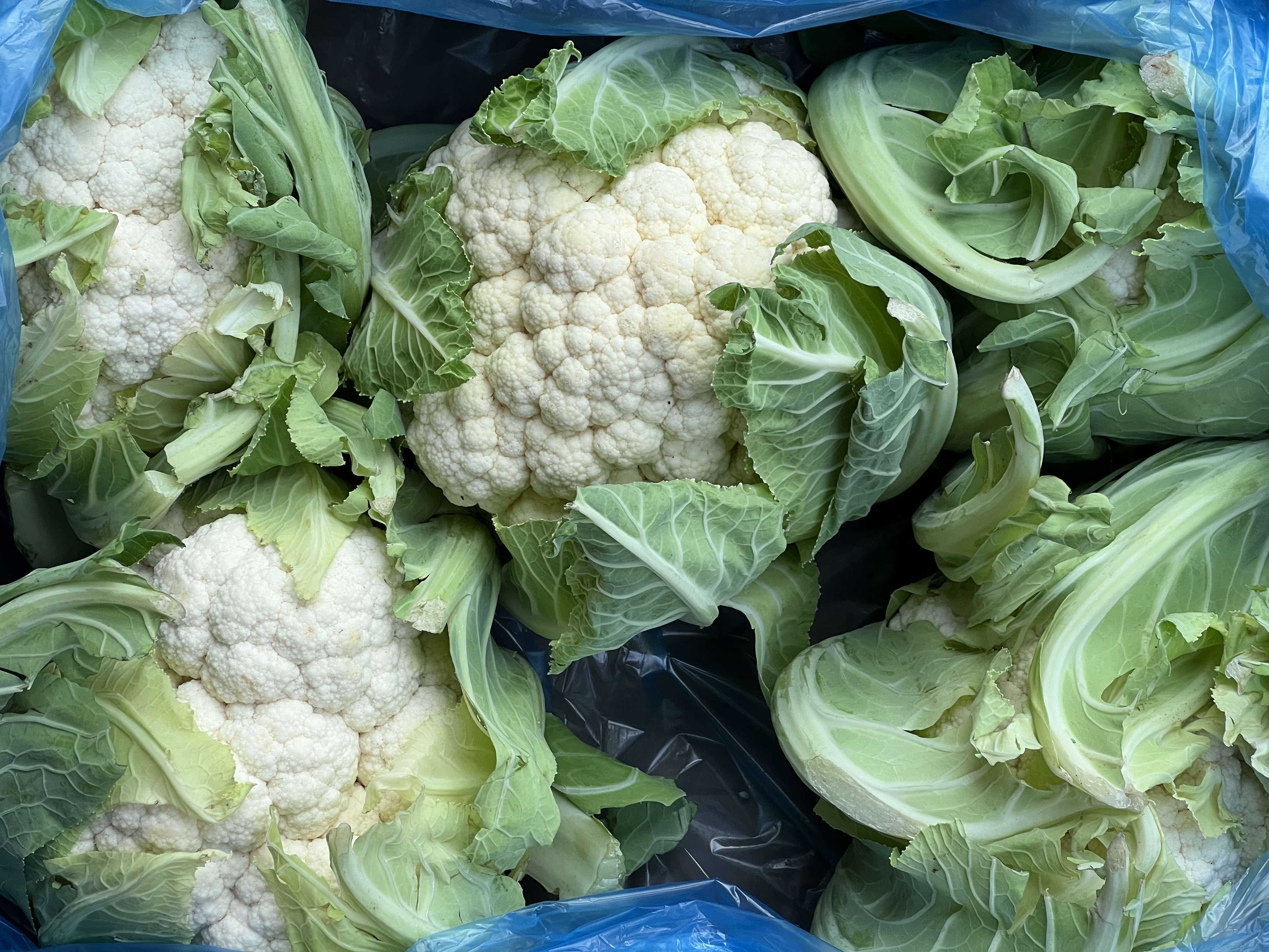 Cauliflower (large)
