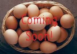 Eggs - Mixed