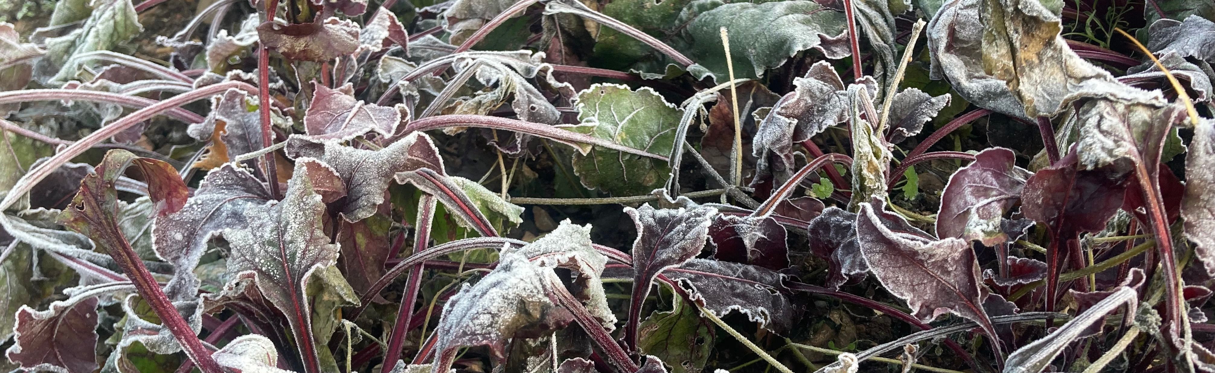Image of Christmas veg boxes will be delivered
on Tuesday 23rd December
