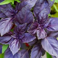 Purple Basil