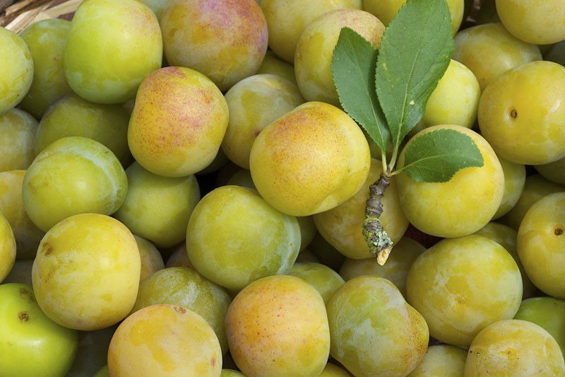 Plums - Greengage