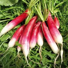 PYO Radishes - Long 