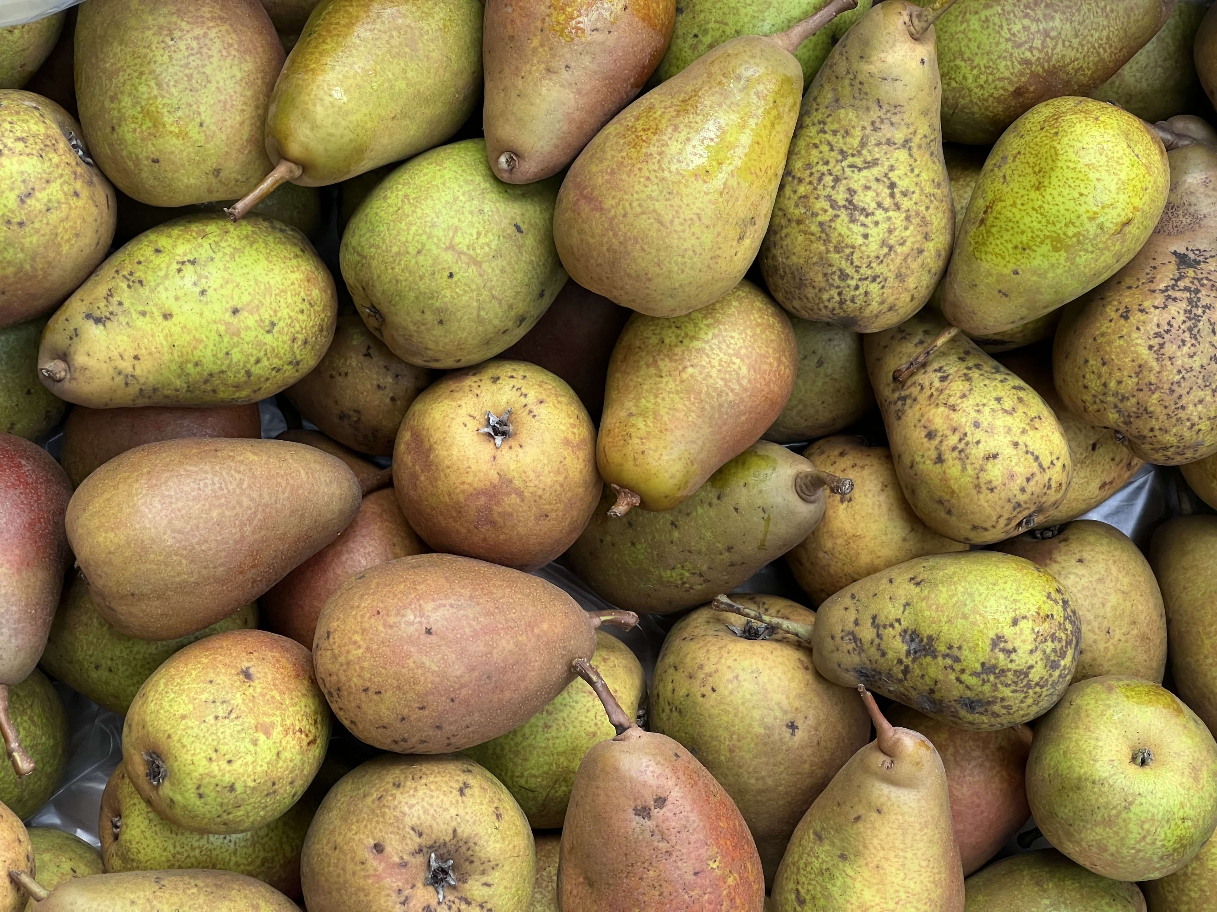 Pears - Louise Bonne Of Jersey