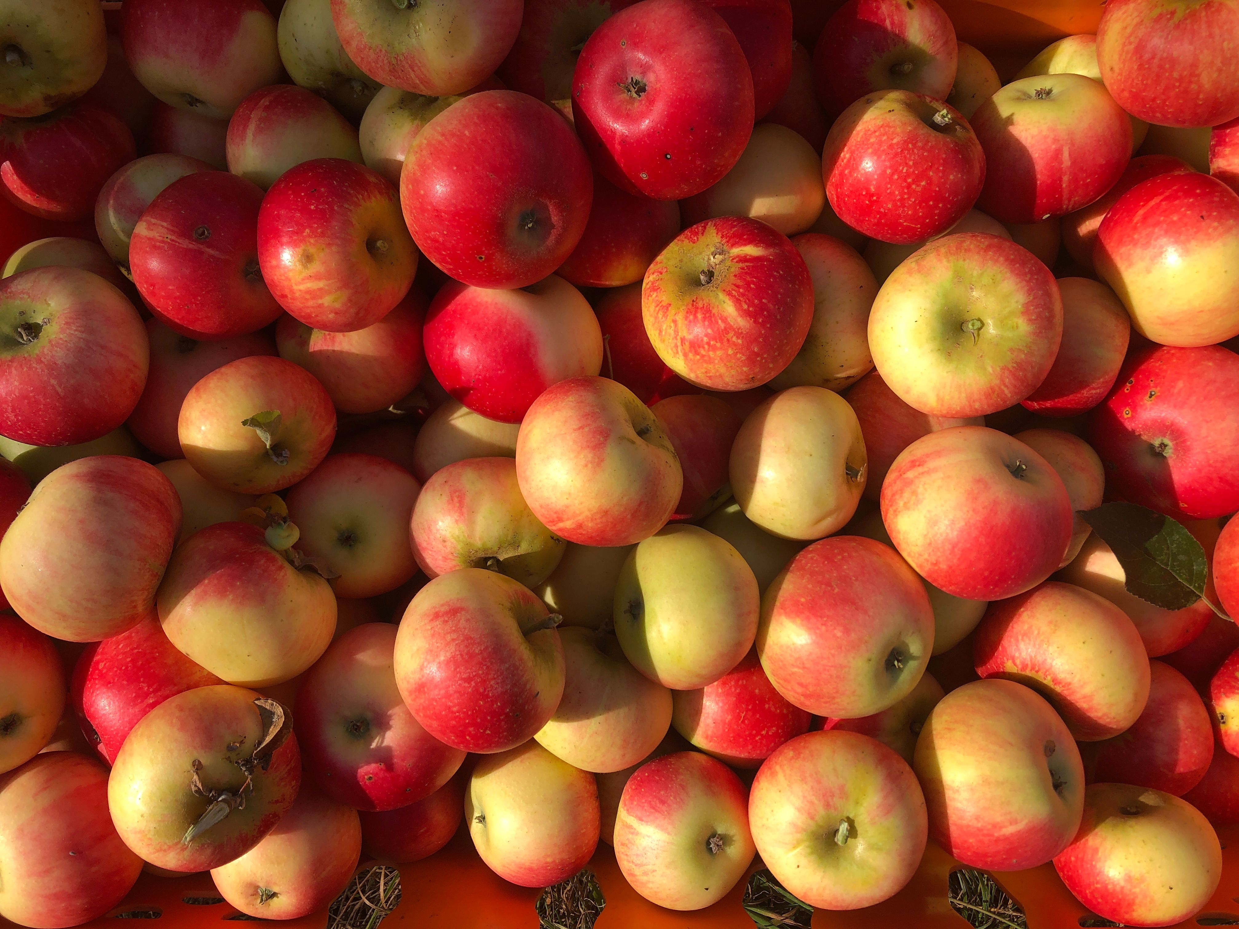 Apples