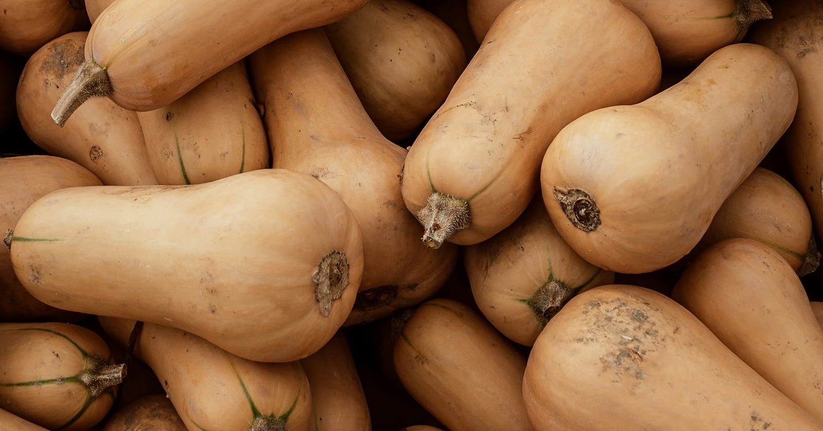 Image of Squash, Butternut