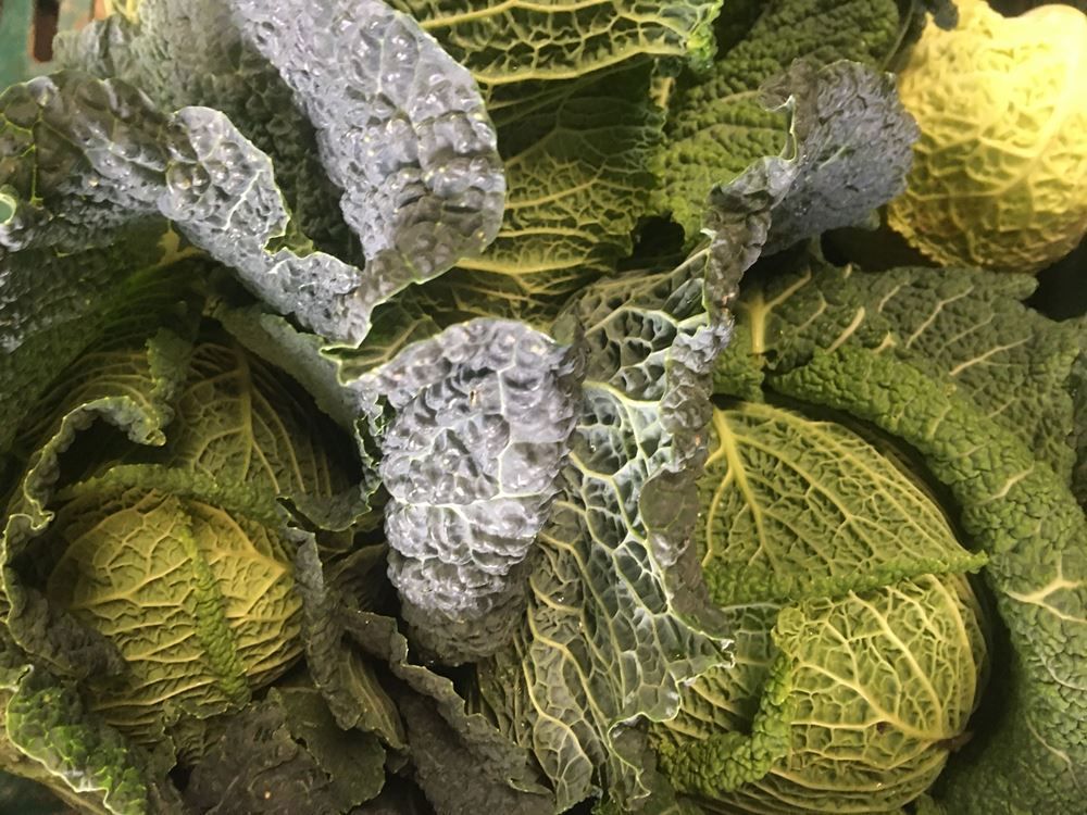 Image of Cabbage - Savoy