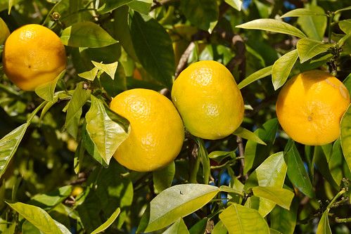 Image of Clementines (500g)