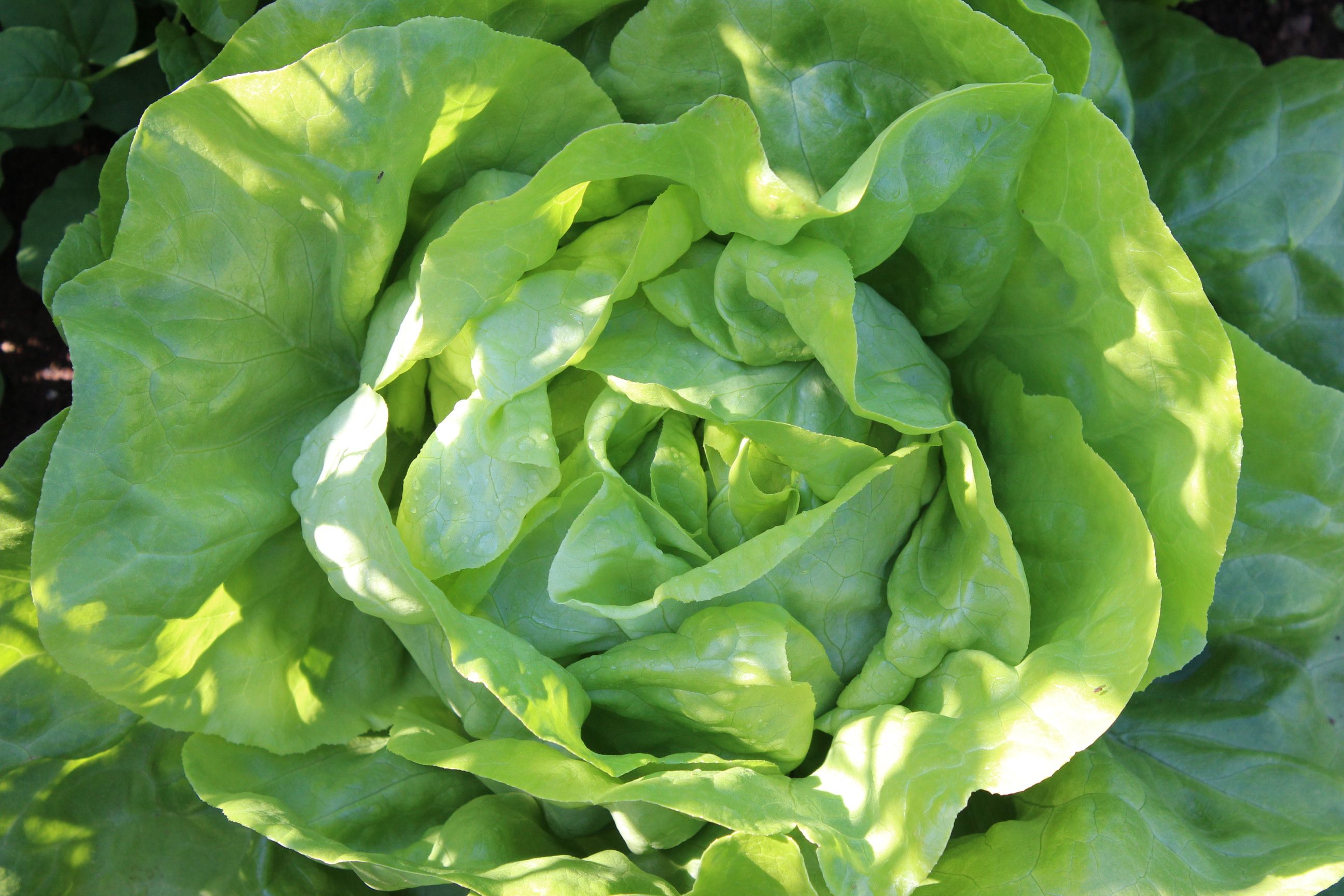 Image of Butterhead Lettuce