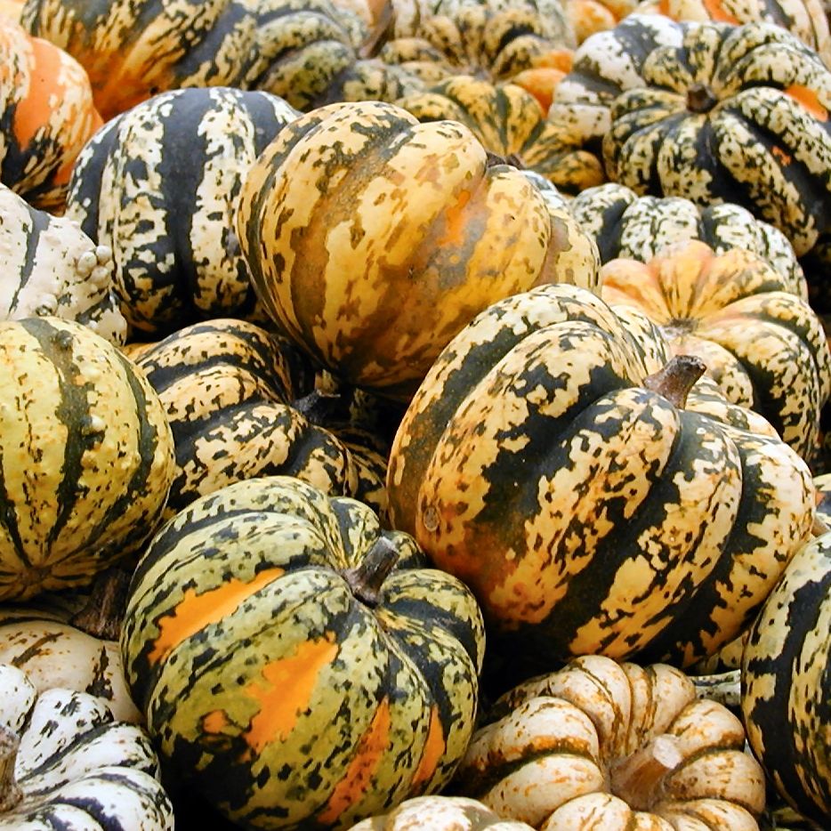 Image of Sandy Lane Farm Squash Curry