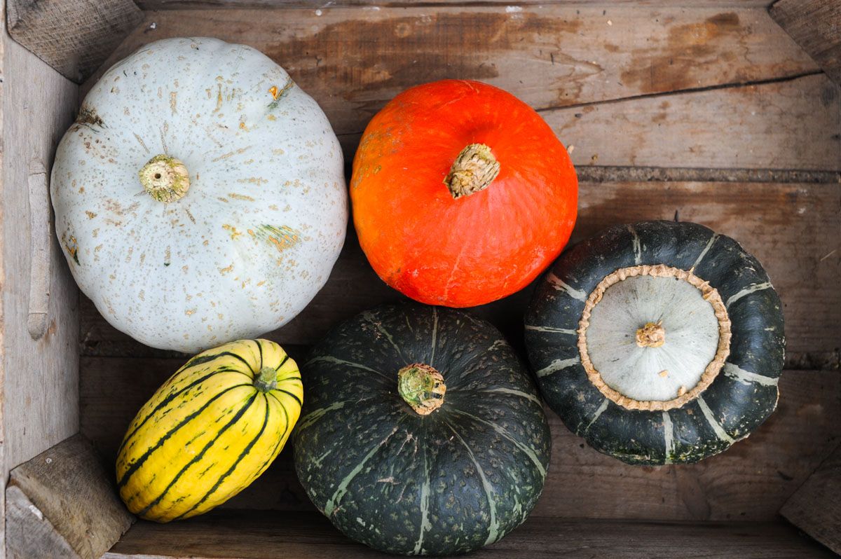 Squash Box