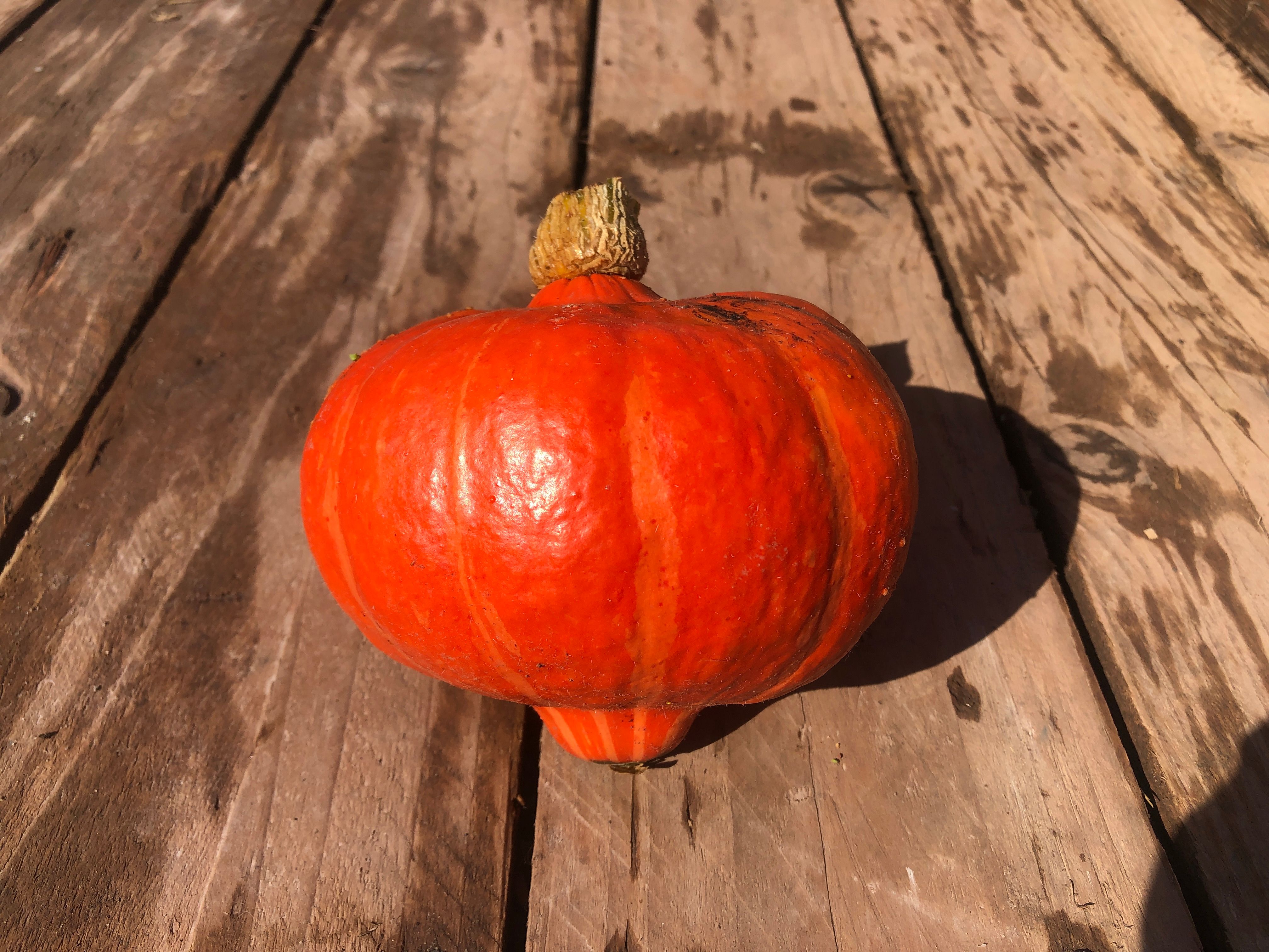 Squash - Uchiki/Red Kuri