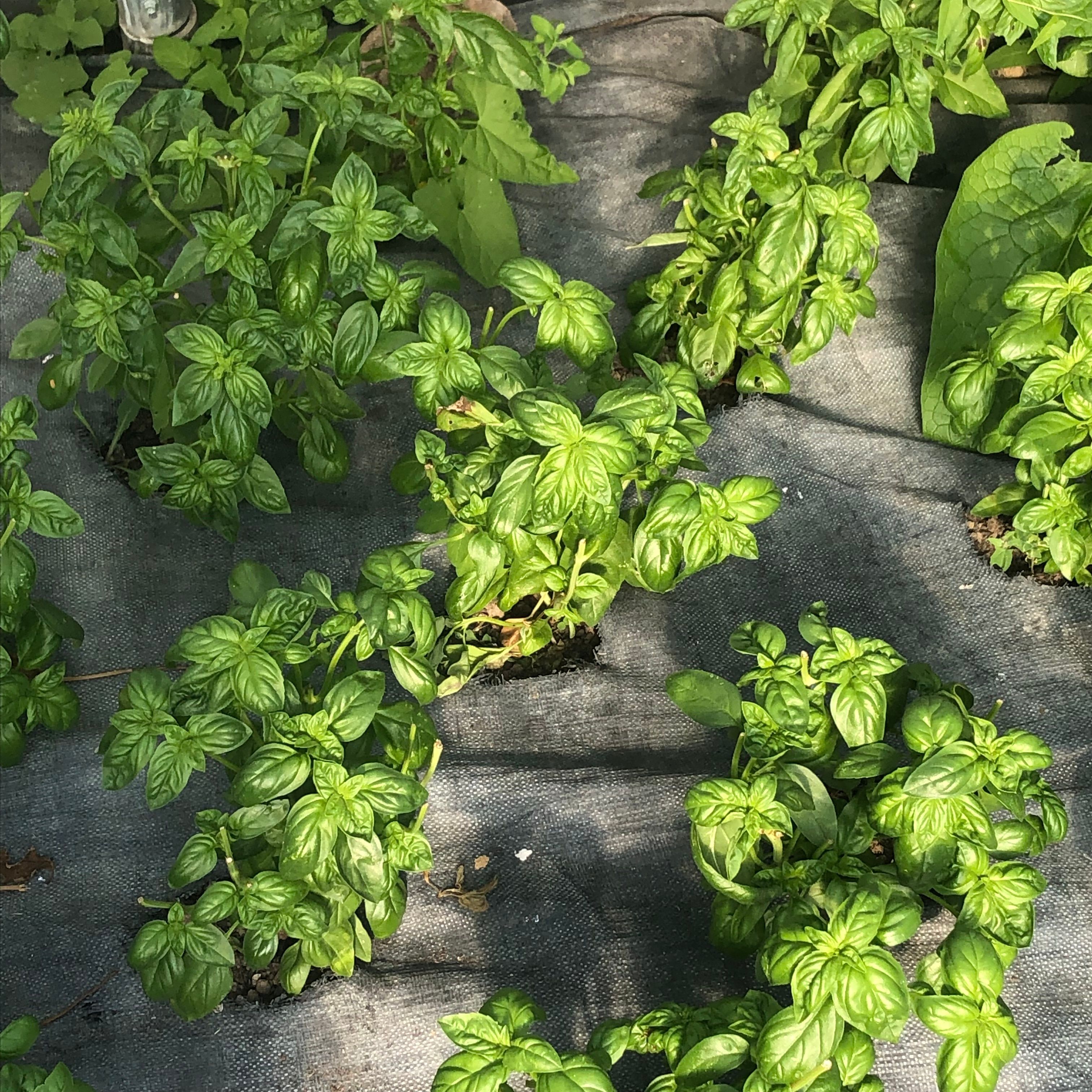 Image of Basil