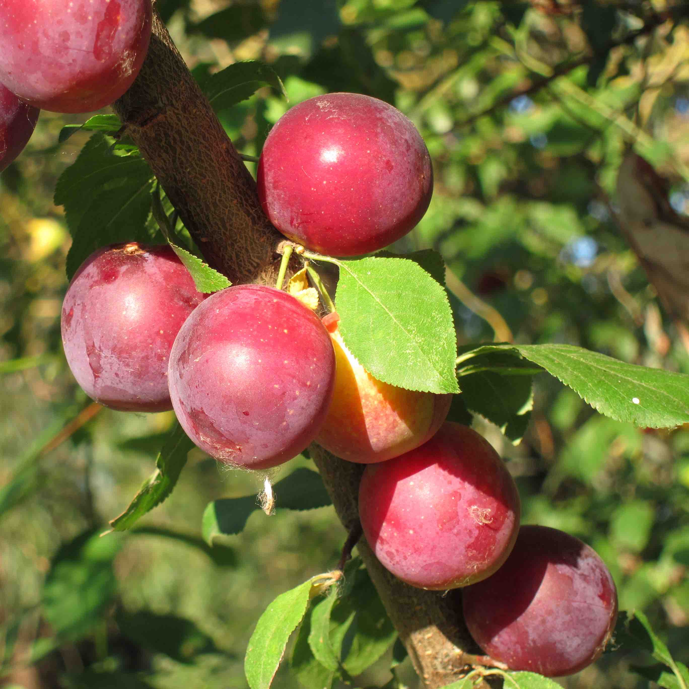 Plums 'Sanctus Hubertus' (400g)